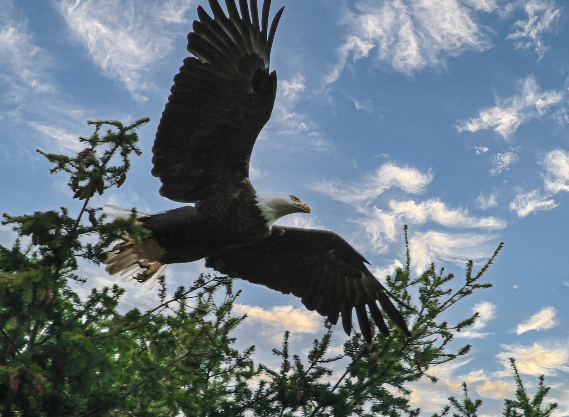 Great white Eagle