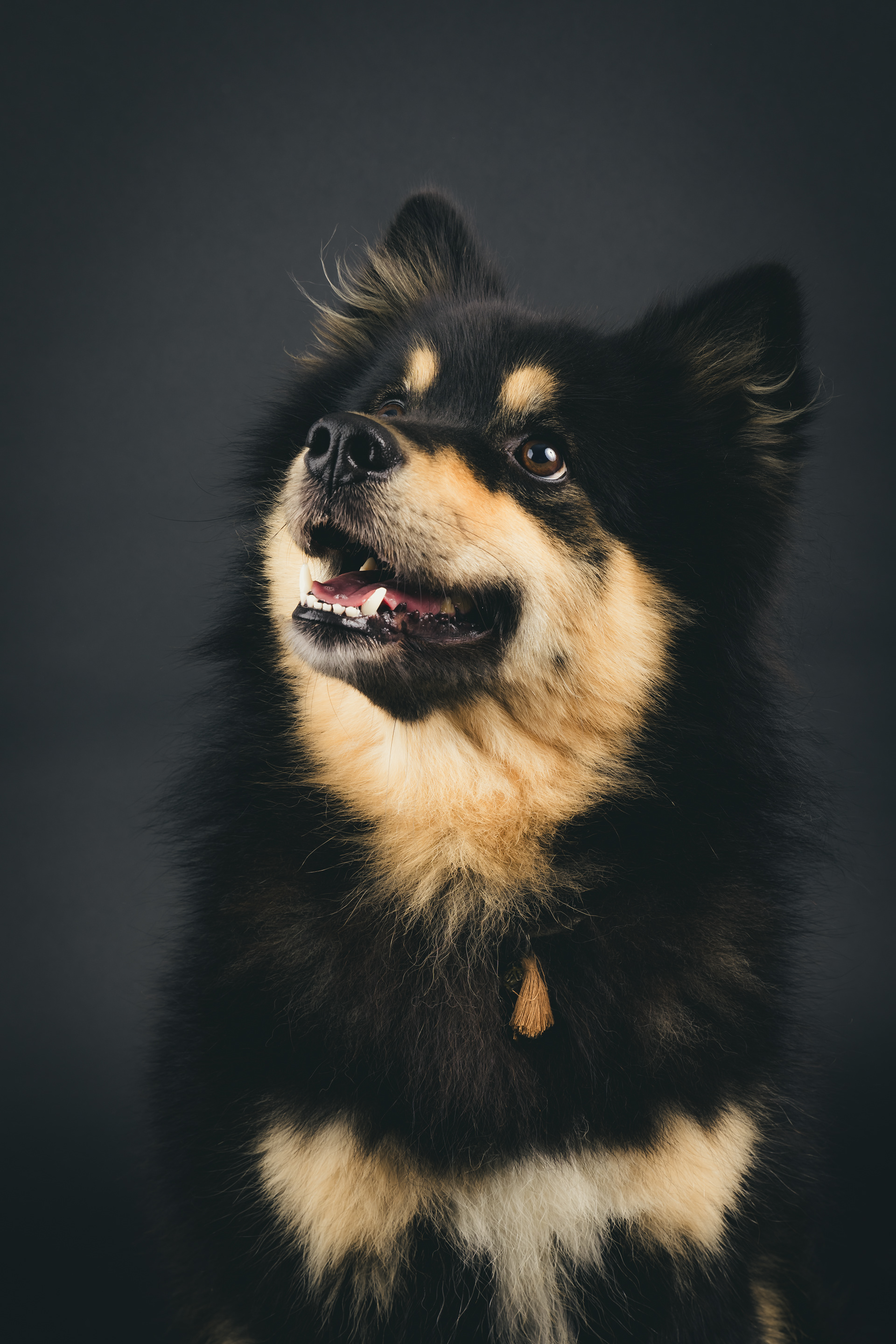 Seance Chien Studio ibanez photo 70 Vesoul