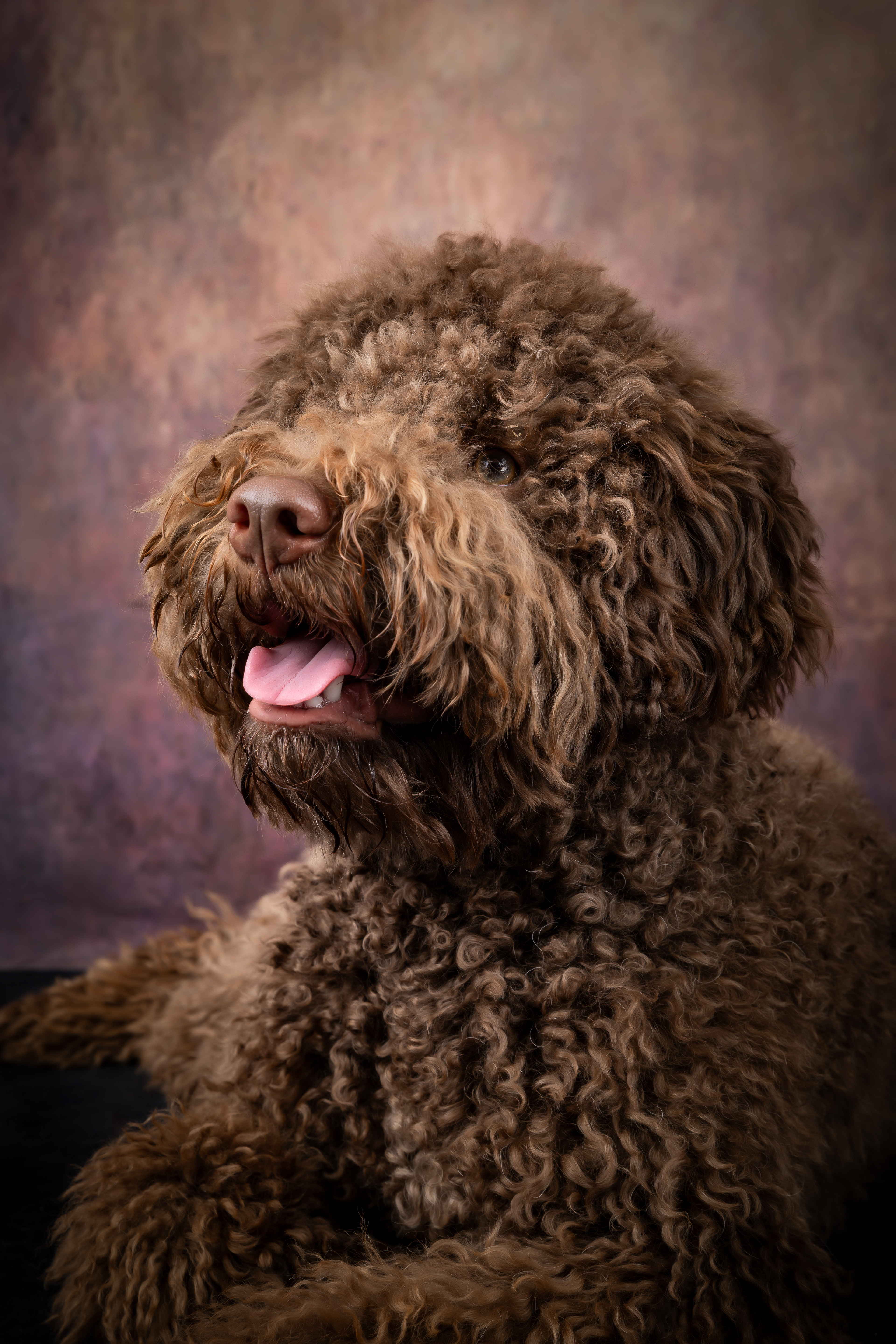  Seance Chien Studio ibanez photo 70 Vesoul