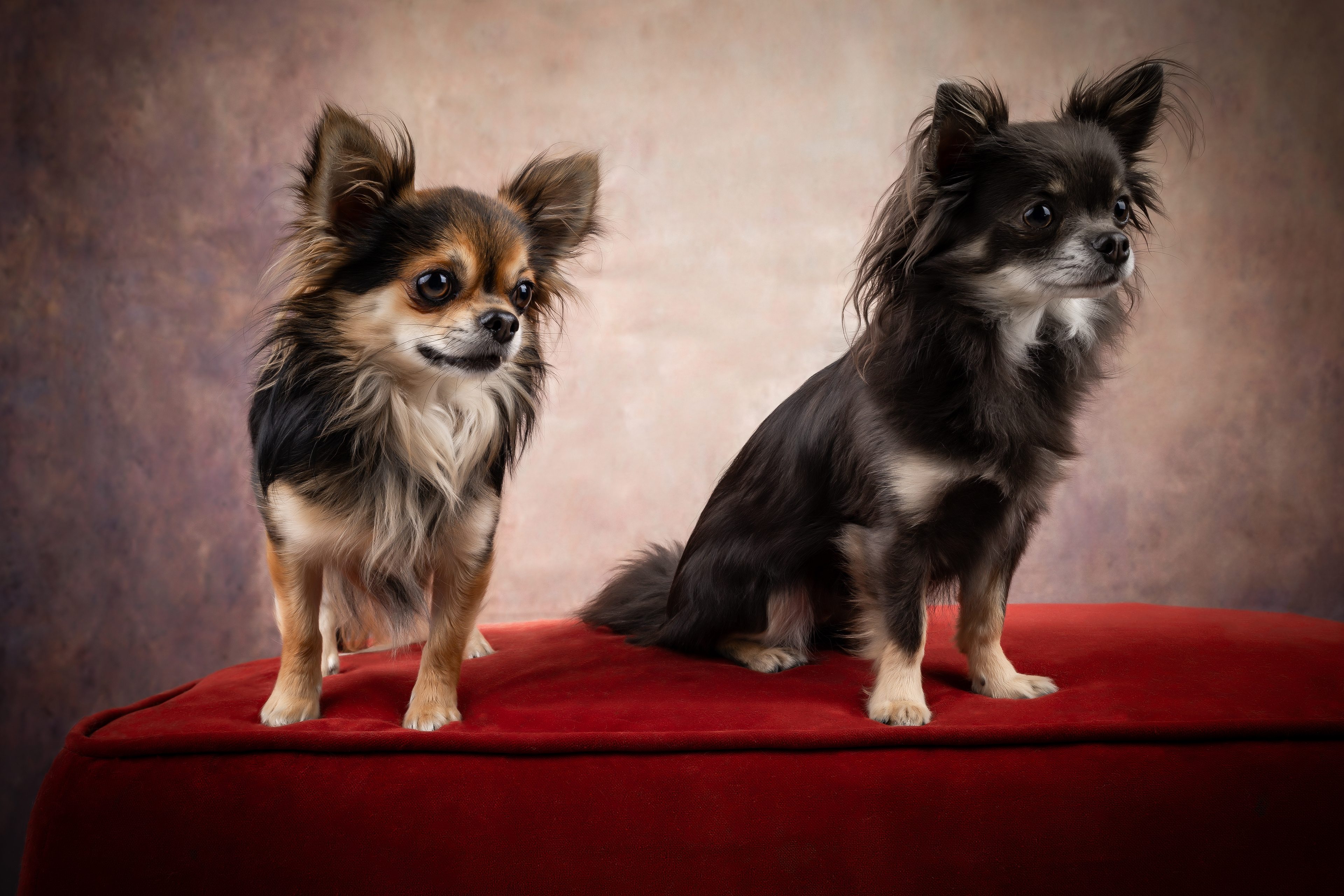  Seance Chien Studio ibanez photo 70 Vesoul