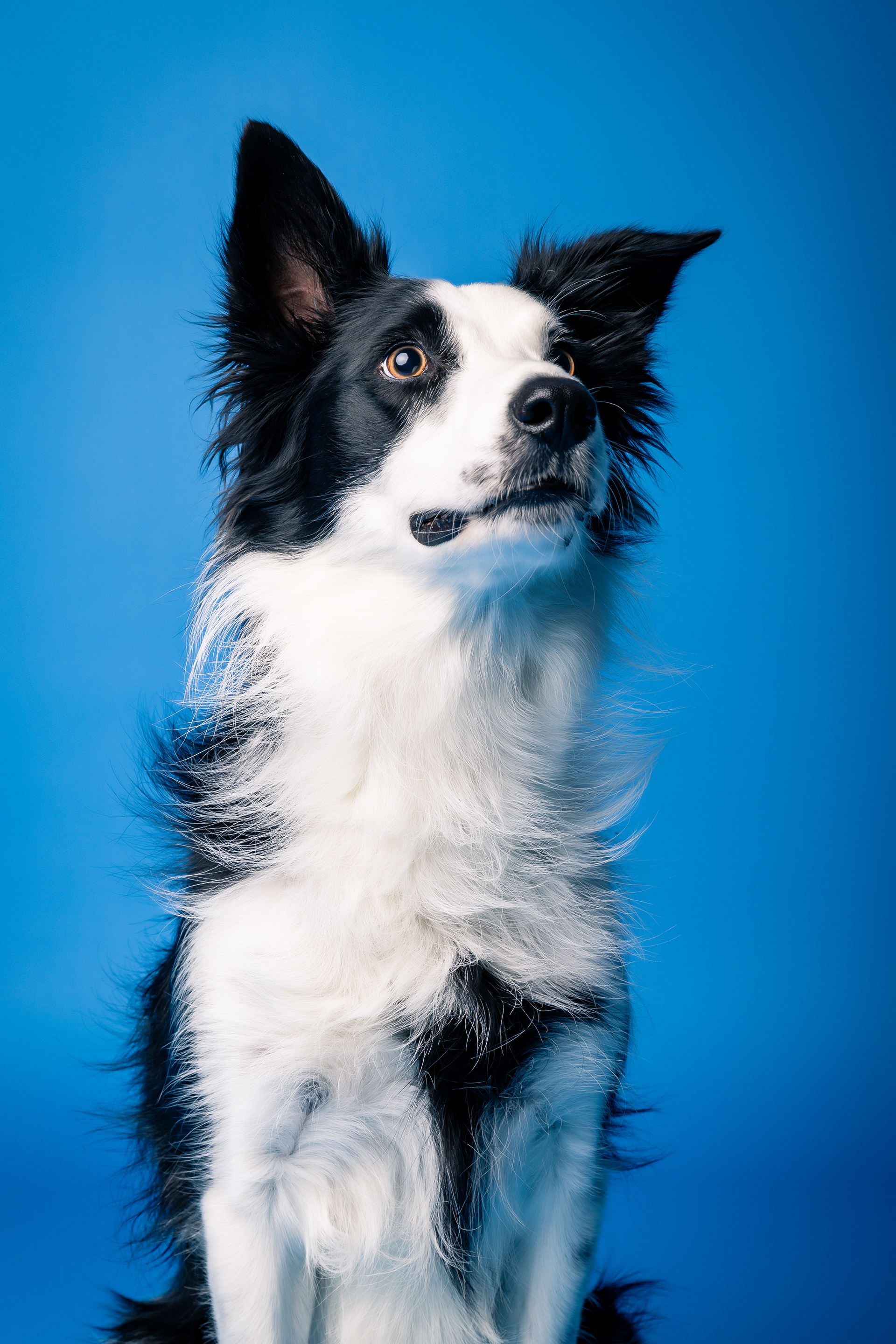 Seance Chien Studio ibanez photo 70 Vesoul