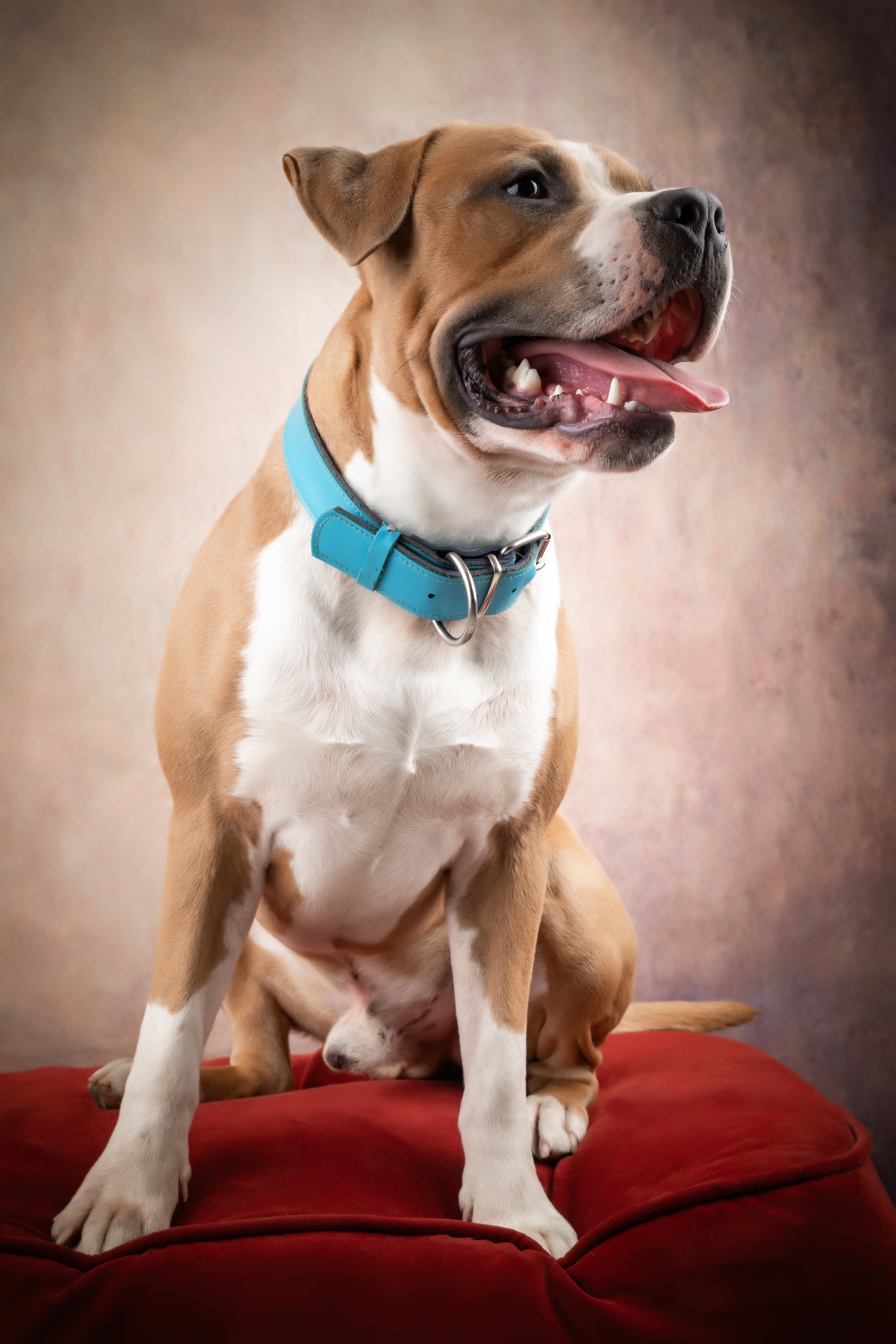  Seance Chien Studio ibanez photo 70 Vesoul