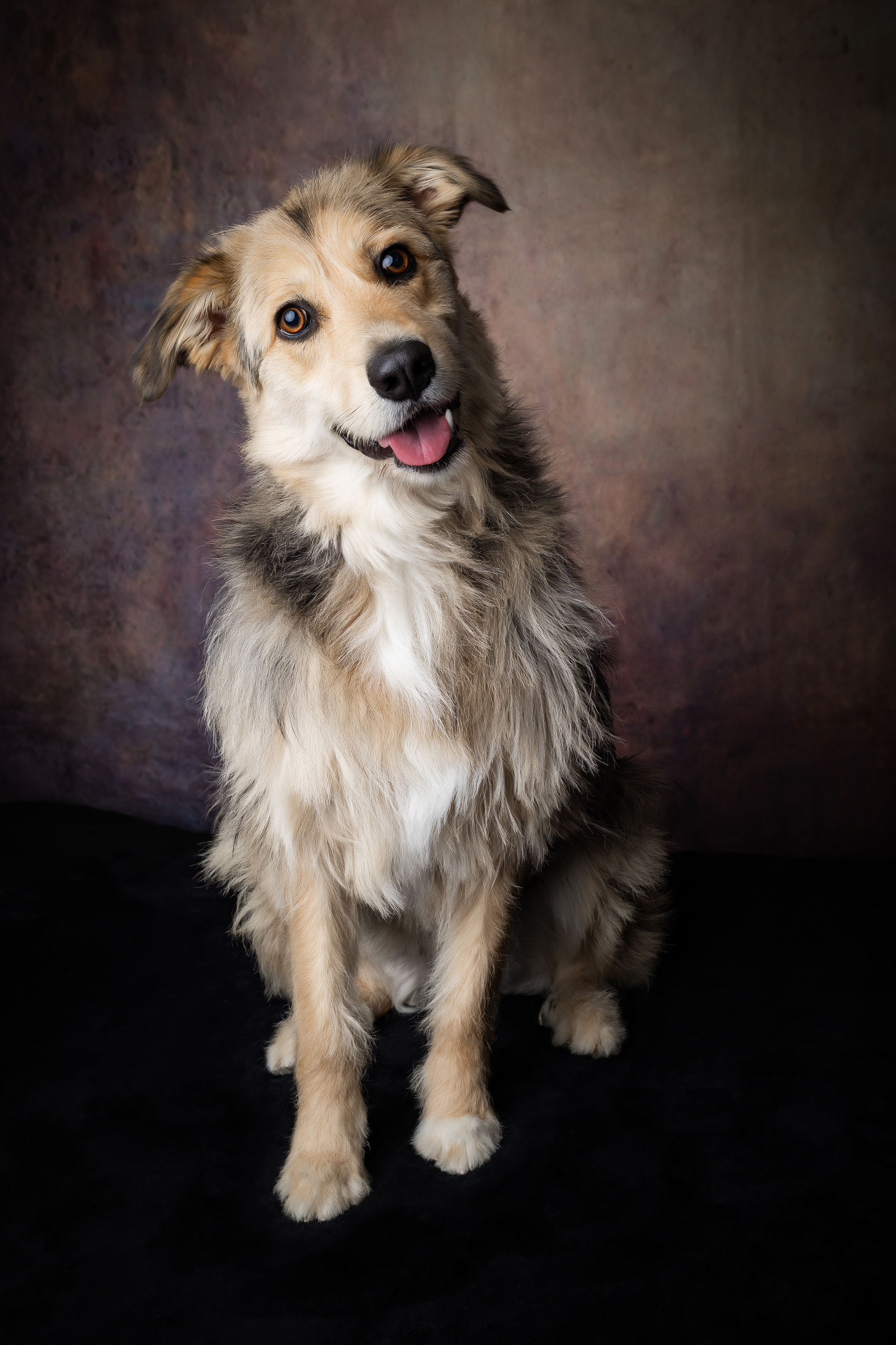 Seance Chien Studio ibanez photo 70 Vesoul
