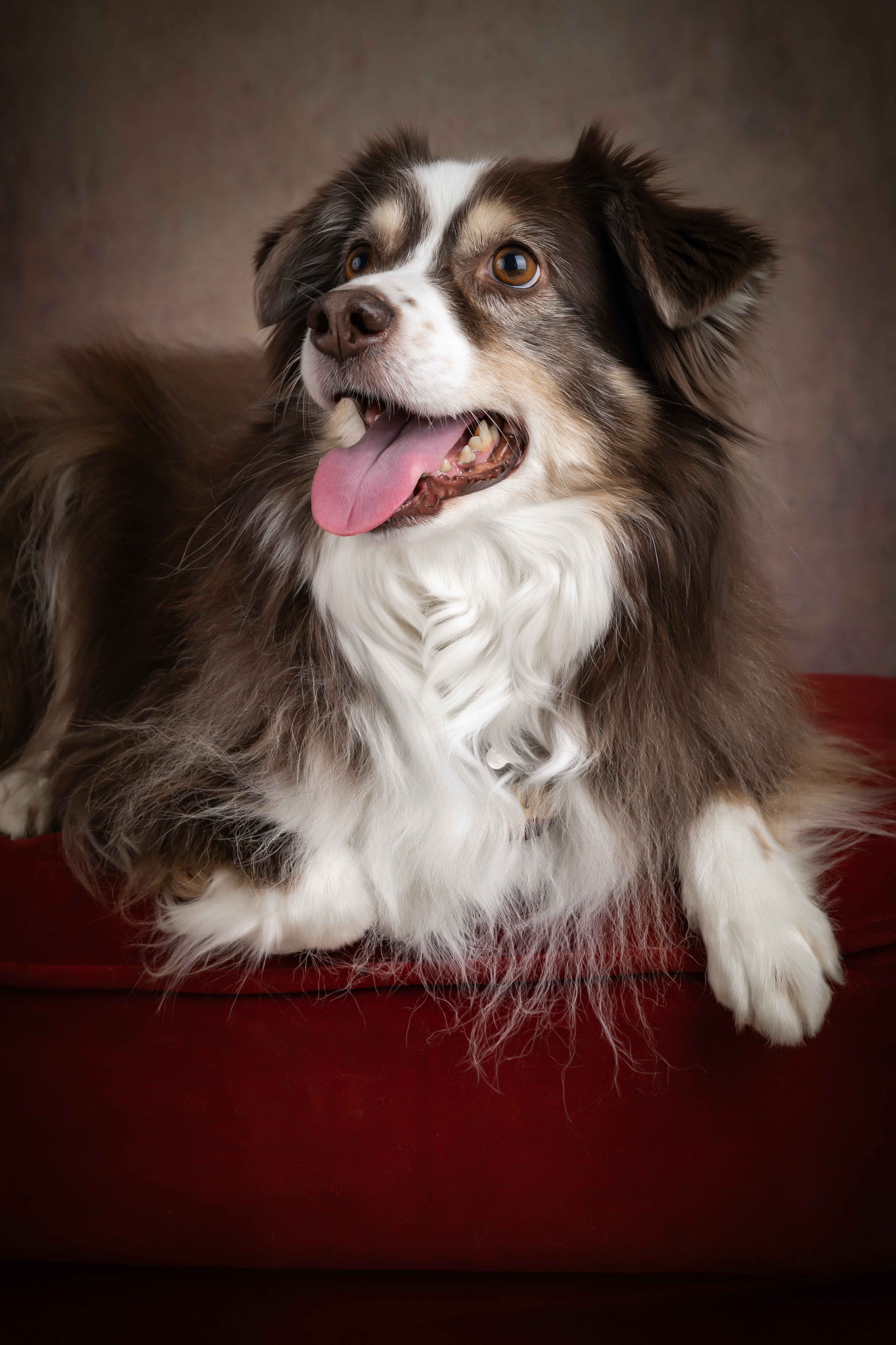  Seance Chien Studio ibanez photo 70 Vesoul
