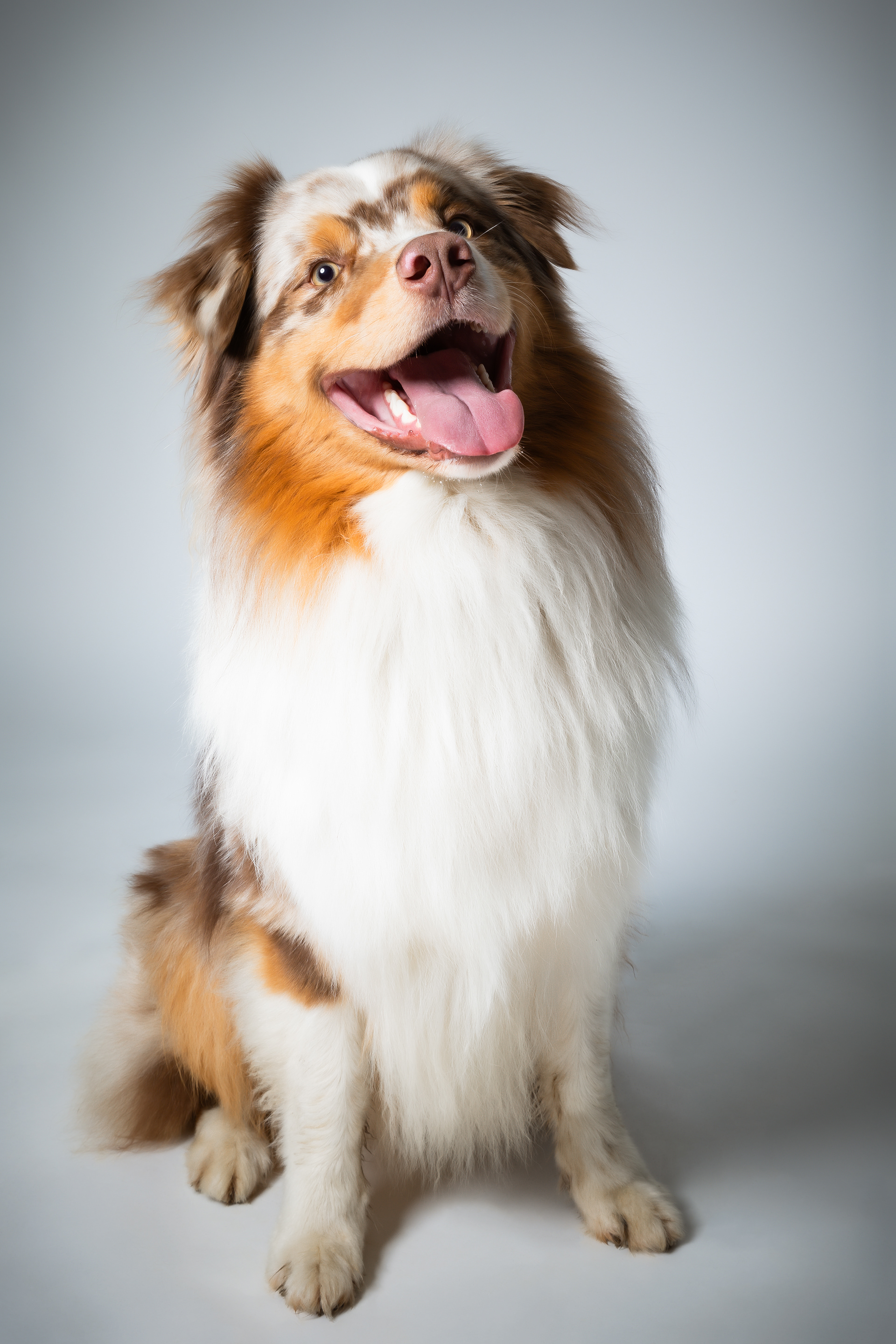  Seance Chien Studio ibanez photo 70 Vesoul