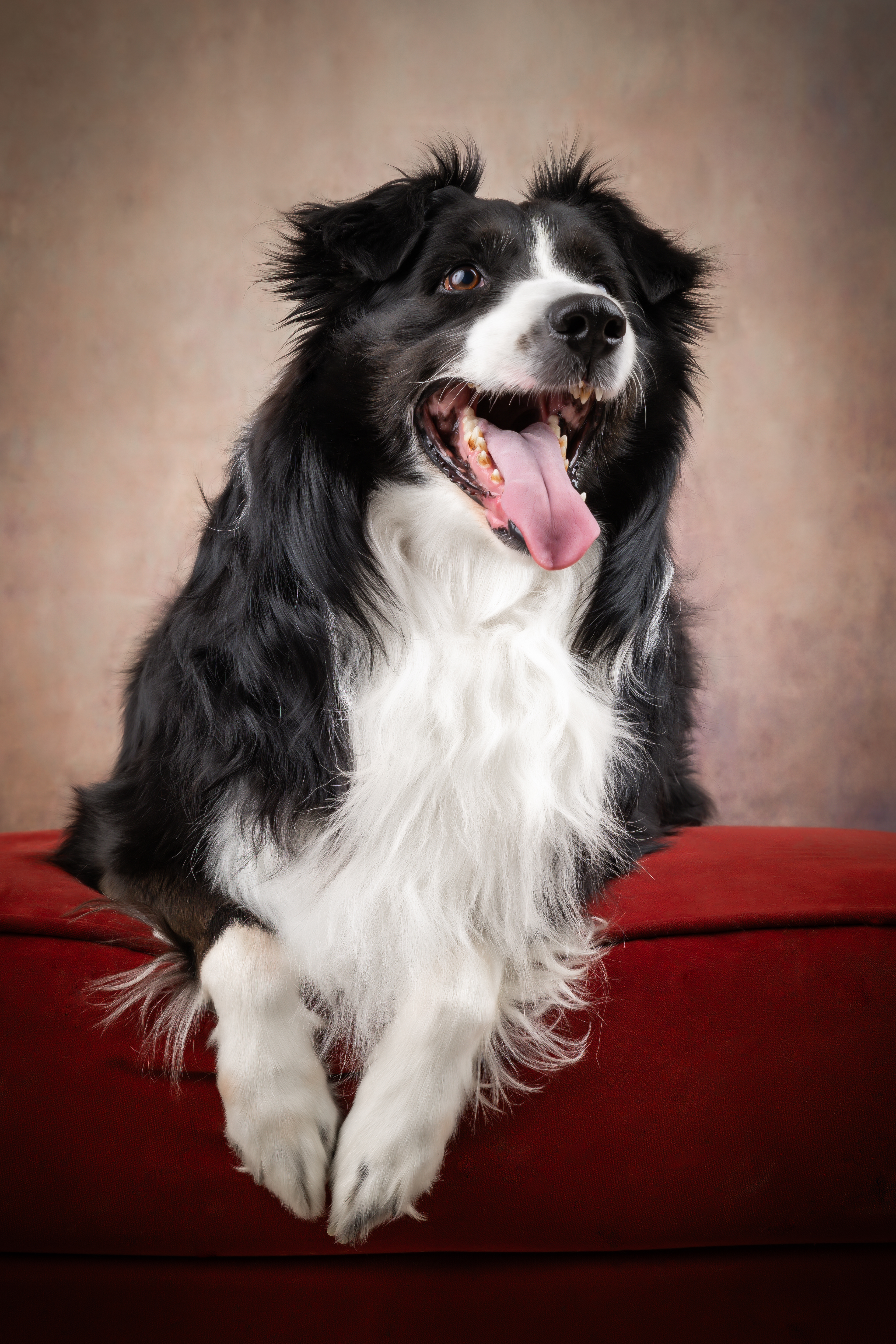  Seance Chien Studio ibanez photo 70 Vesoul