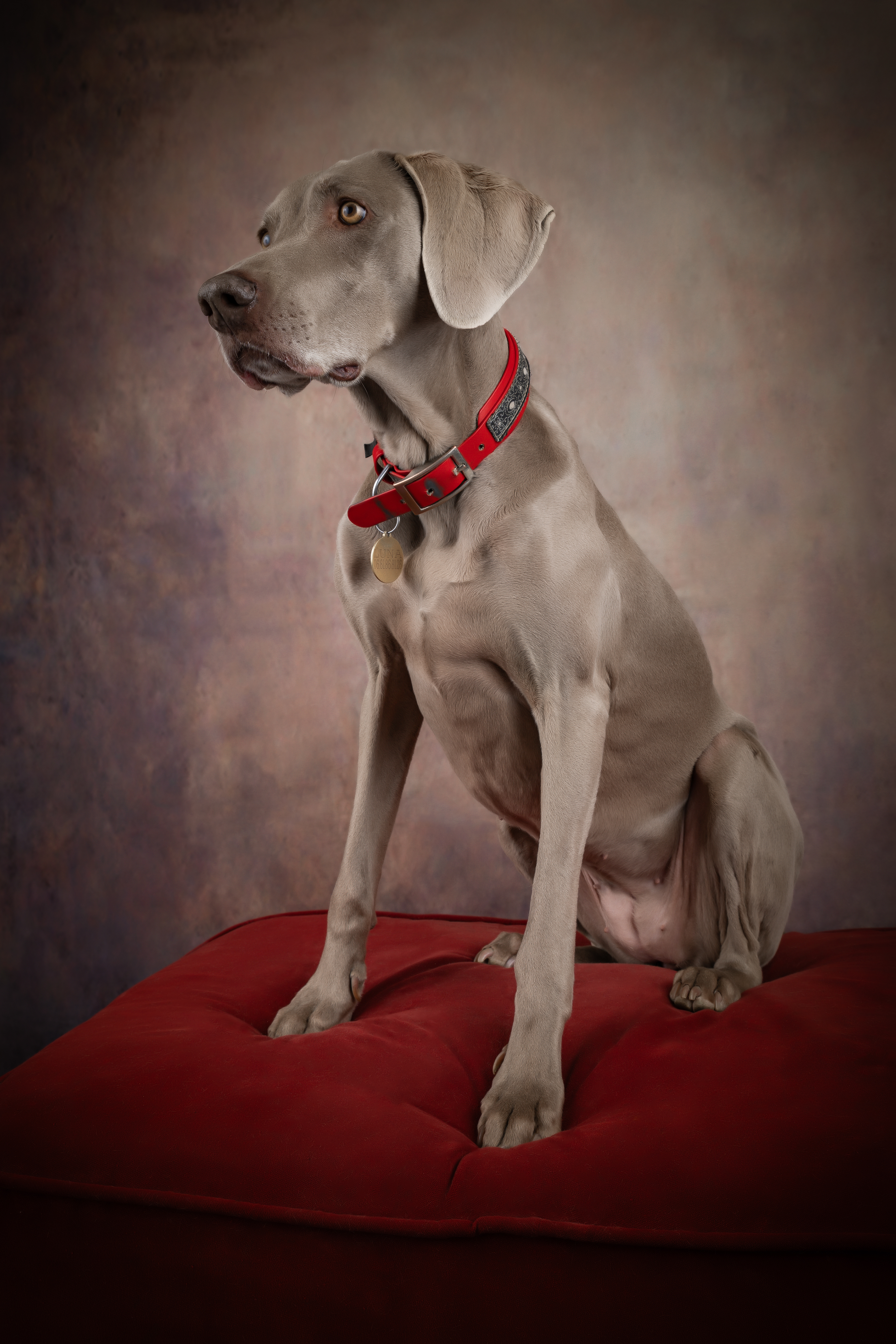  Seance Chien Studio ibanez photo 70 Vesoul