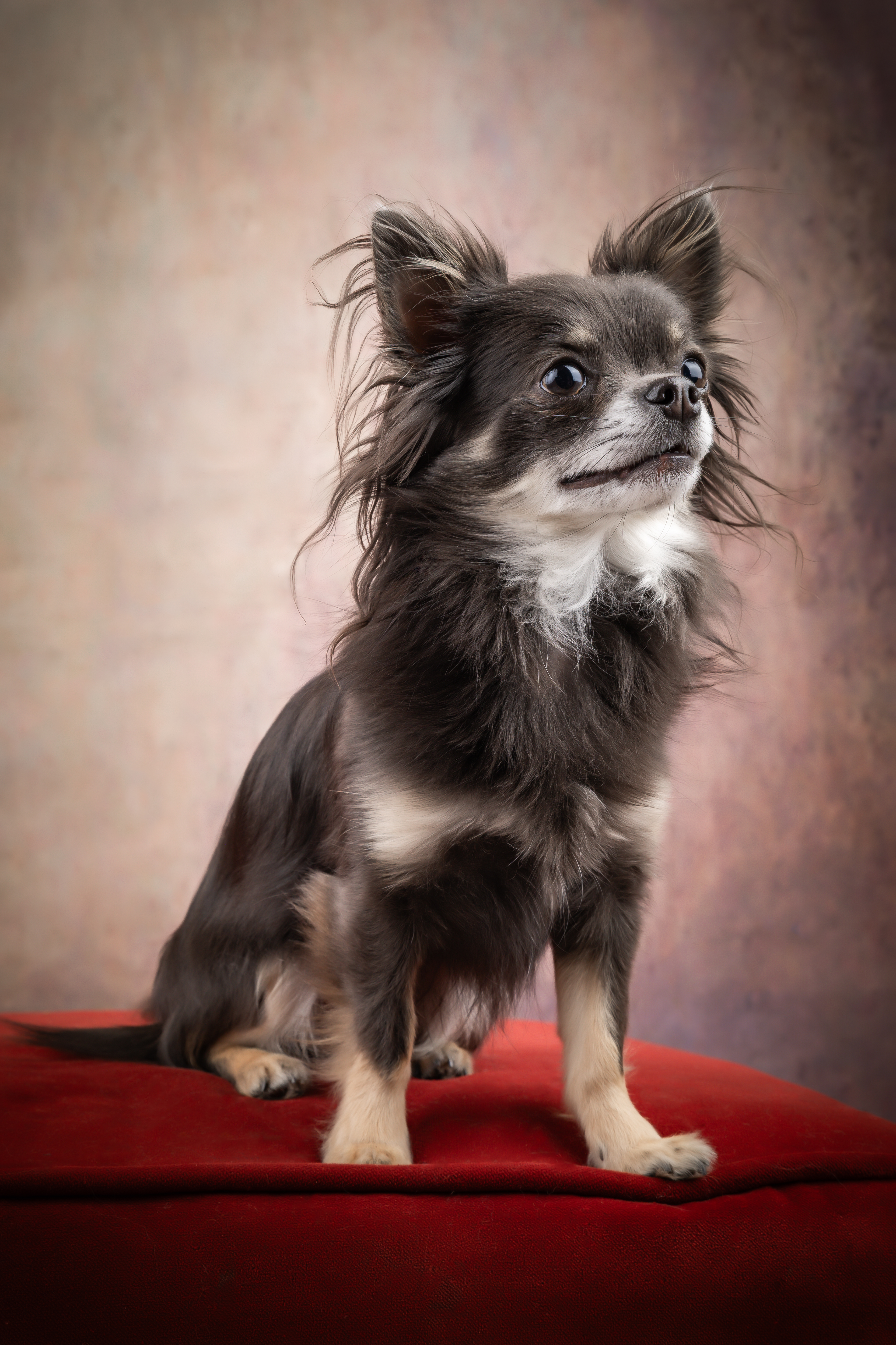  Seance Chien Studio ibanez photo 70 Vesoul