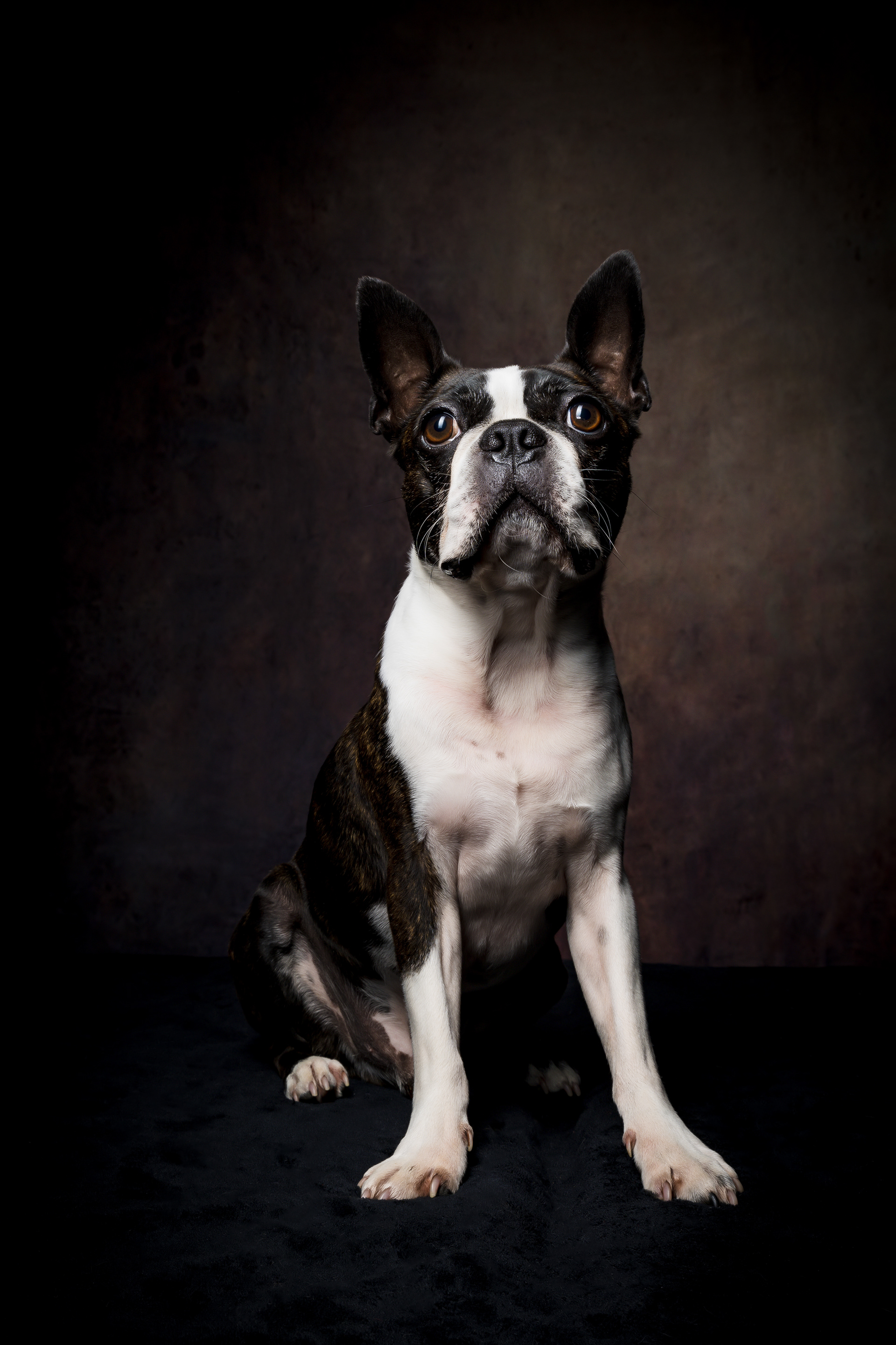 Seance Chien Studio ibanez photo 70 Vesoul