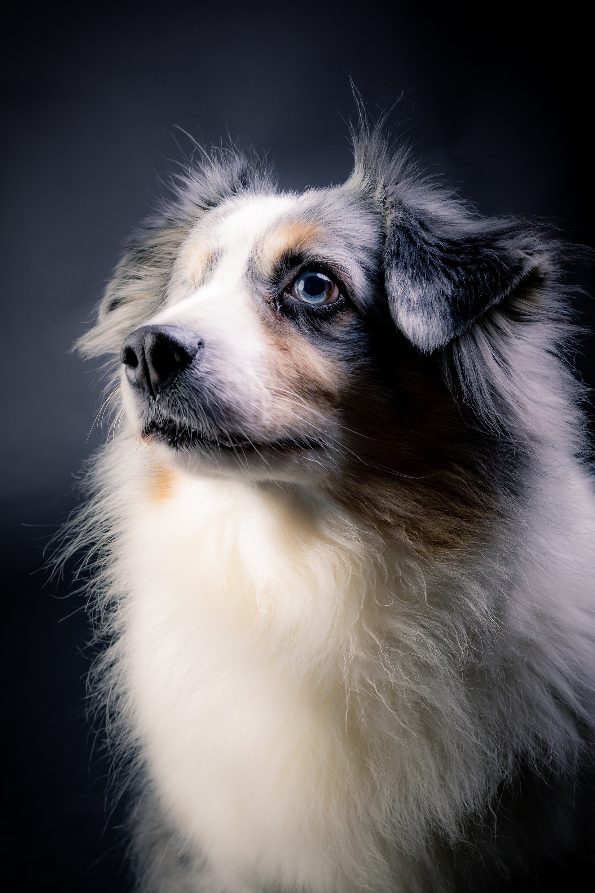 Seance Chien Studio ibanez photo 70 Vesoul