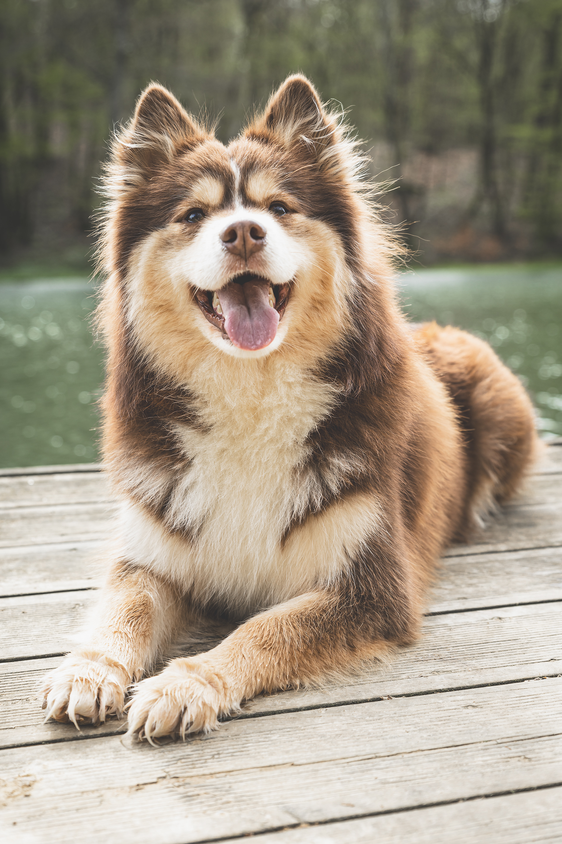 Seance Chien Studio ibanez photo 70 Vesoul