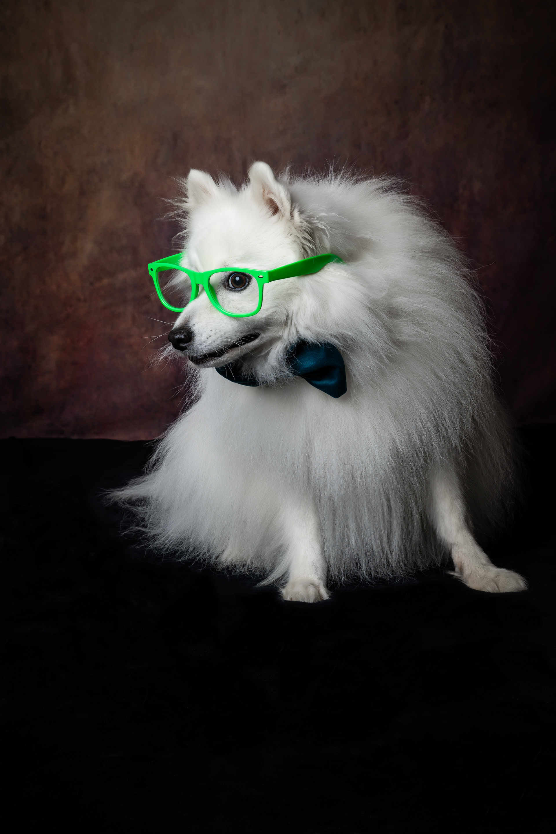 Seance Chien Studio ibanez photo 70 Vesoul