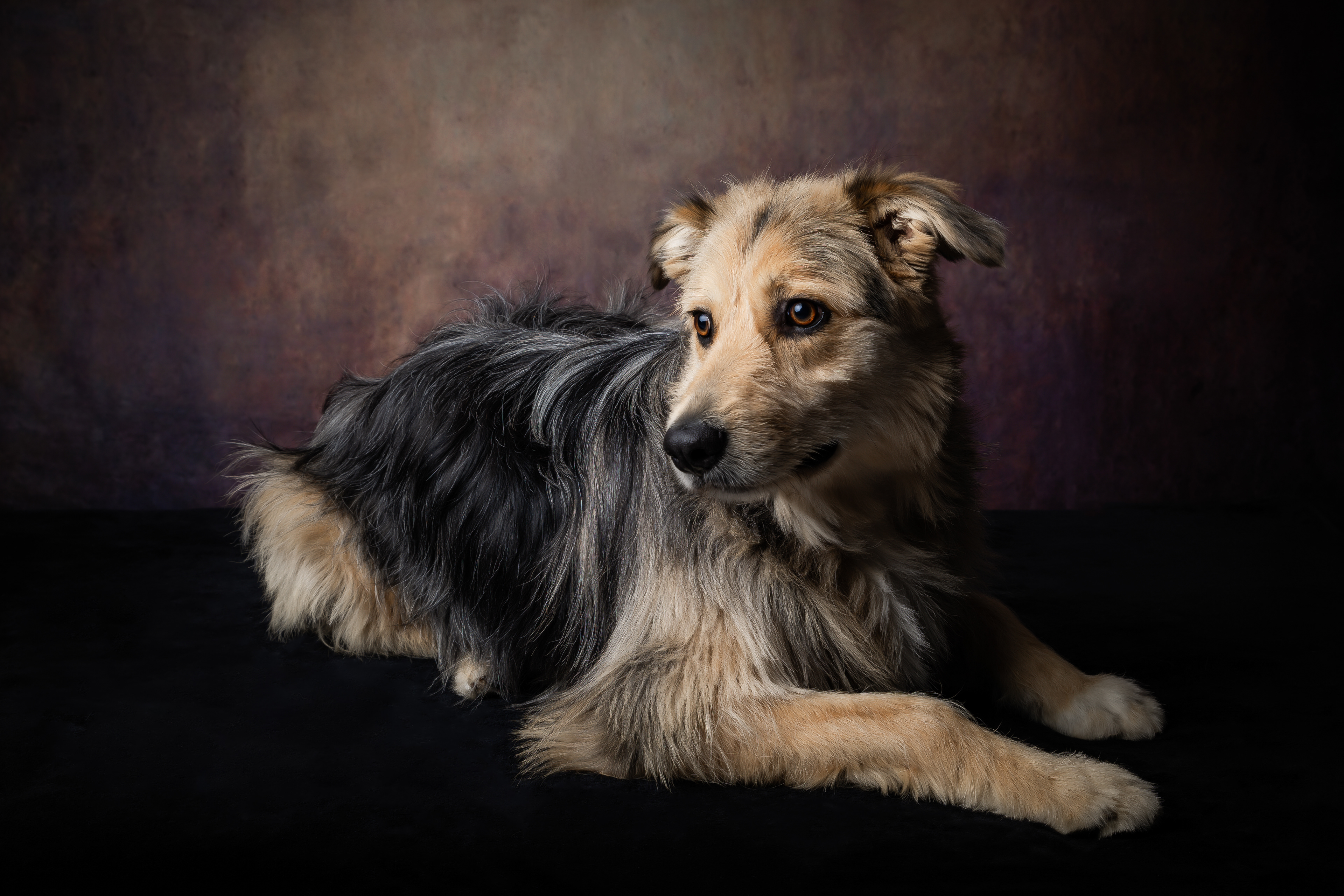 Seance Chien Studio ibanez photo 70 Vesoul