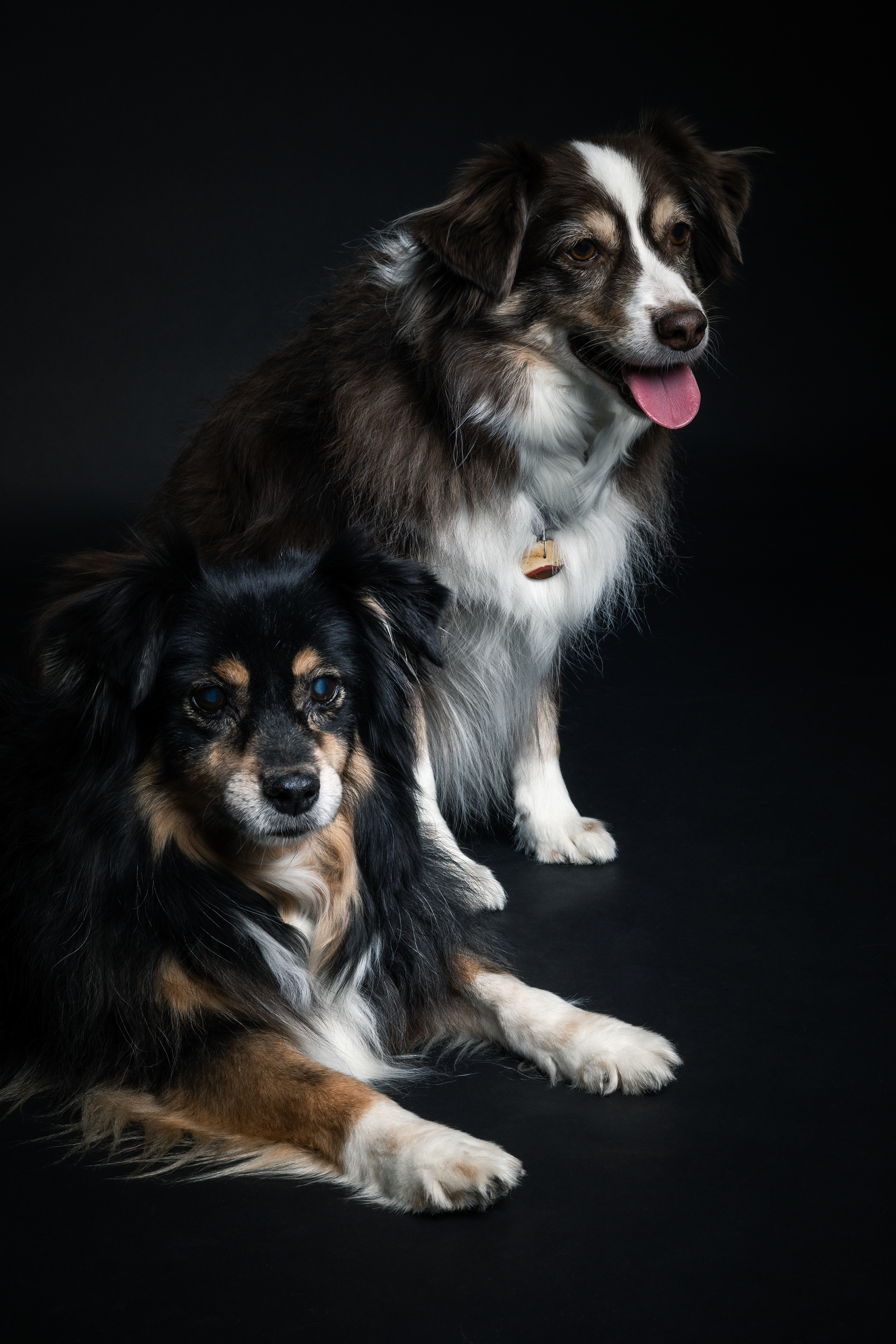 Seance Chien Studio ibanez photo 70 Vesoul