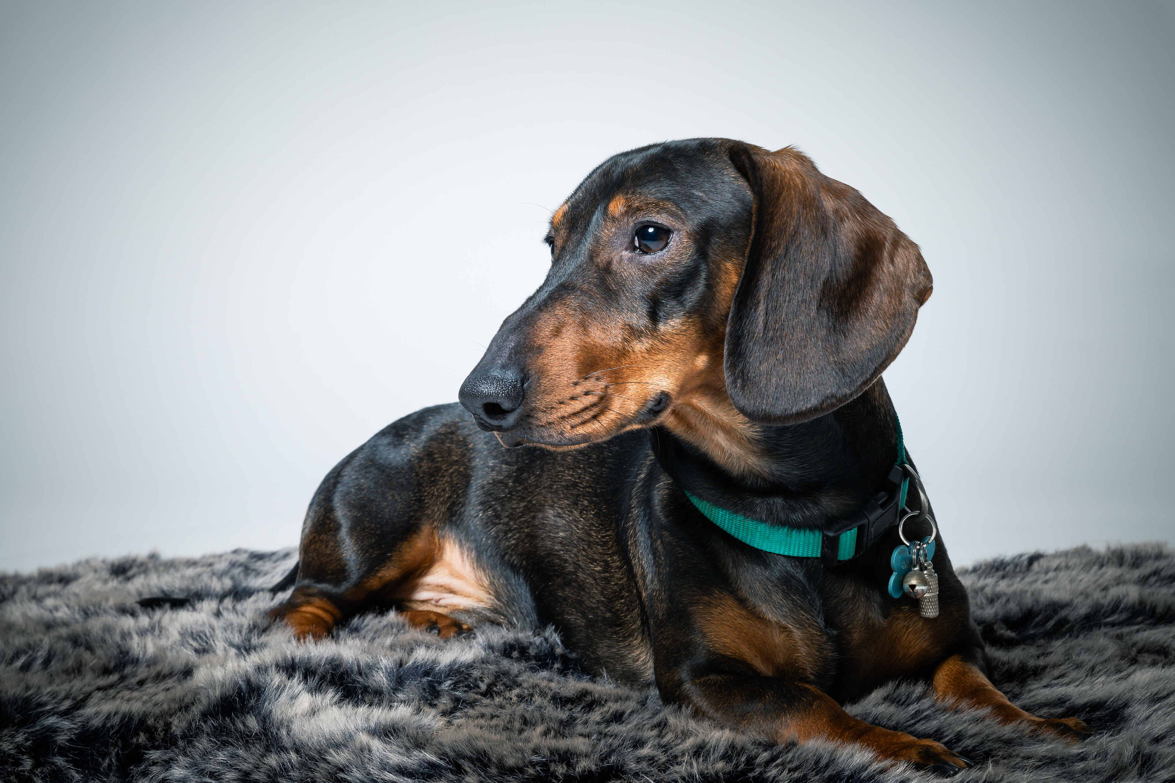Seance Chien Studio ibanez photo 70 Vesoul