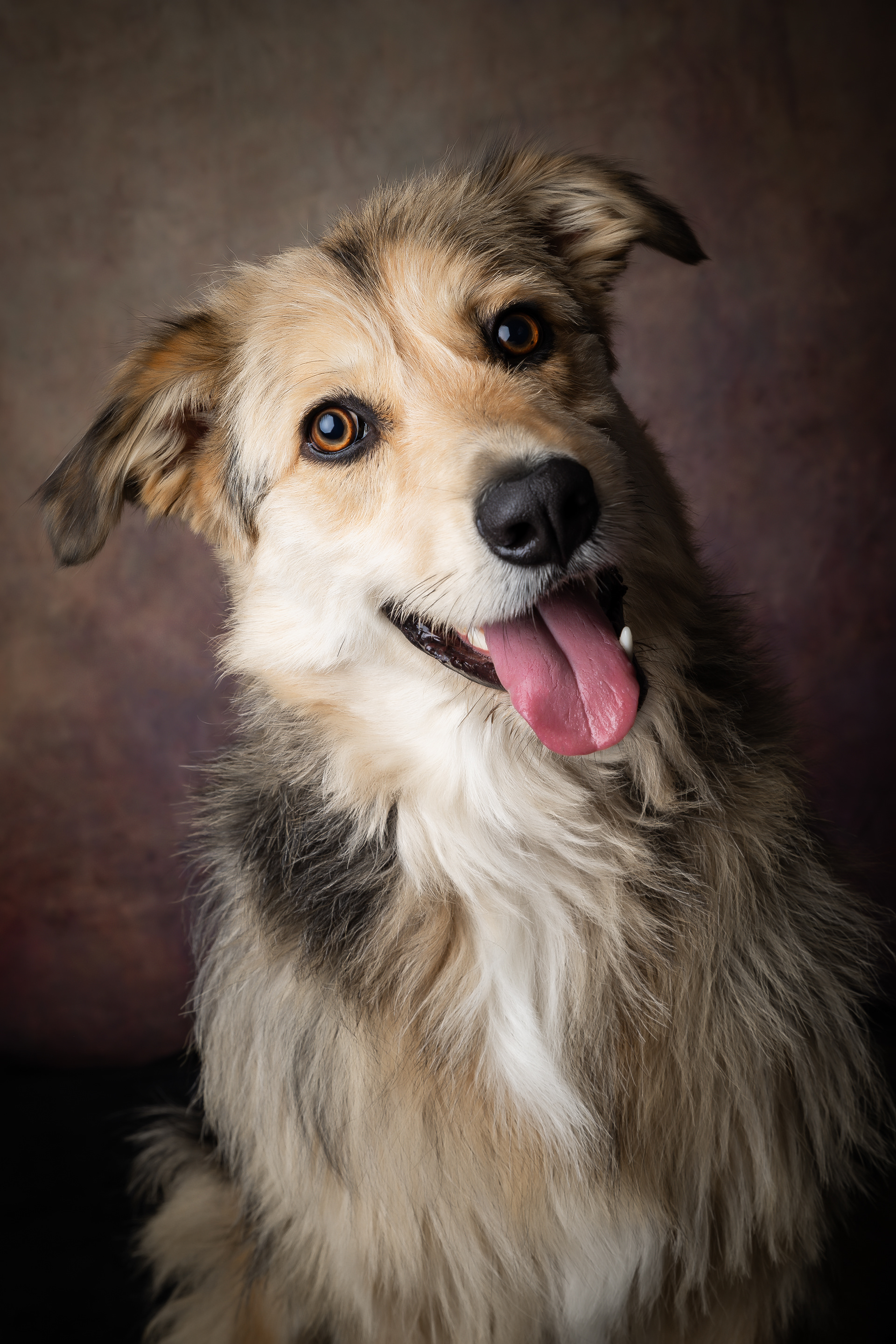 Seance Chien Studio ibanez photo 70 Vesoul