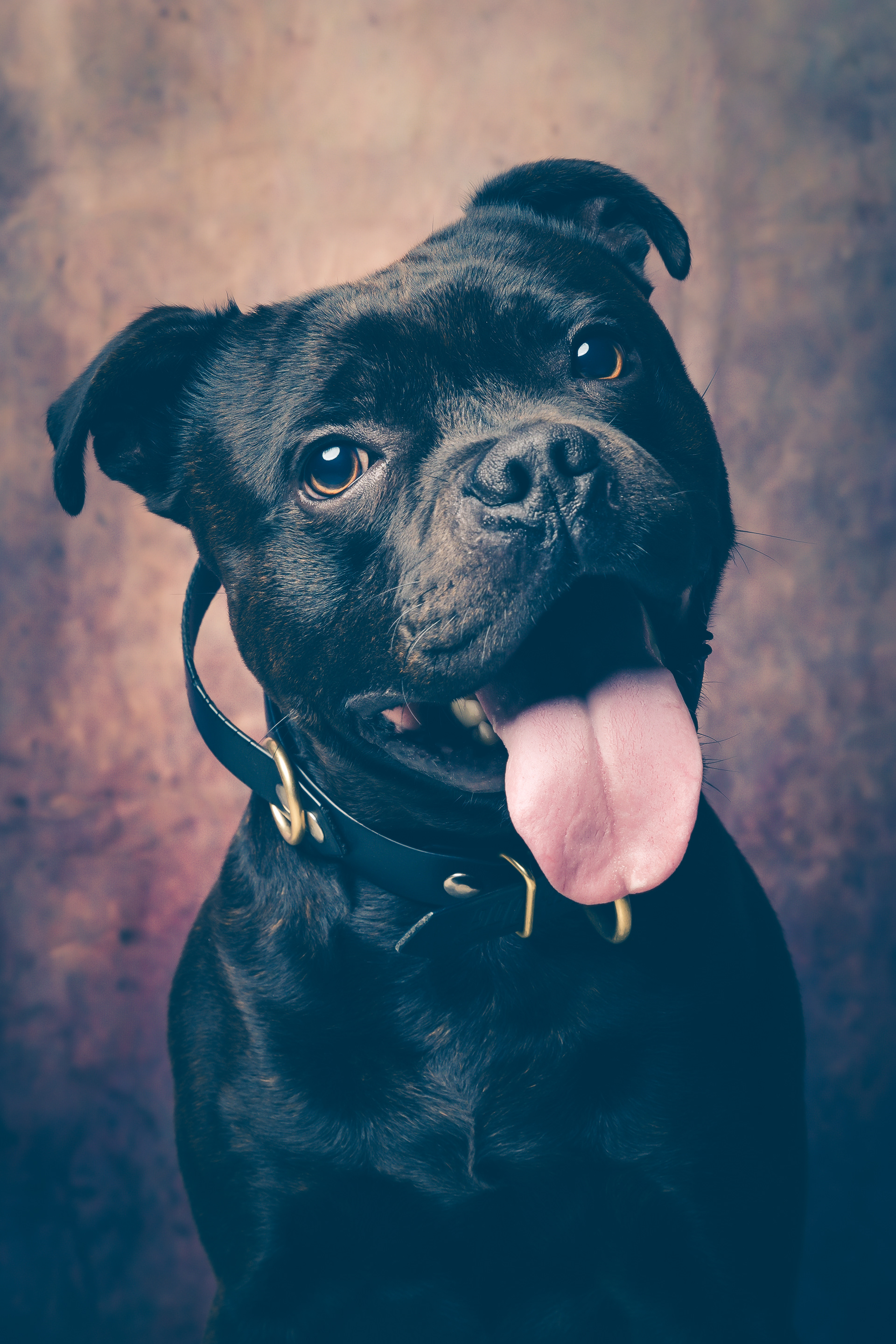 Seance Chien Studio ibanez photo 70 Vesoul