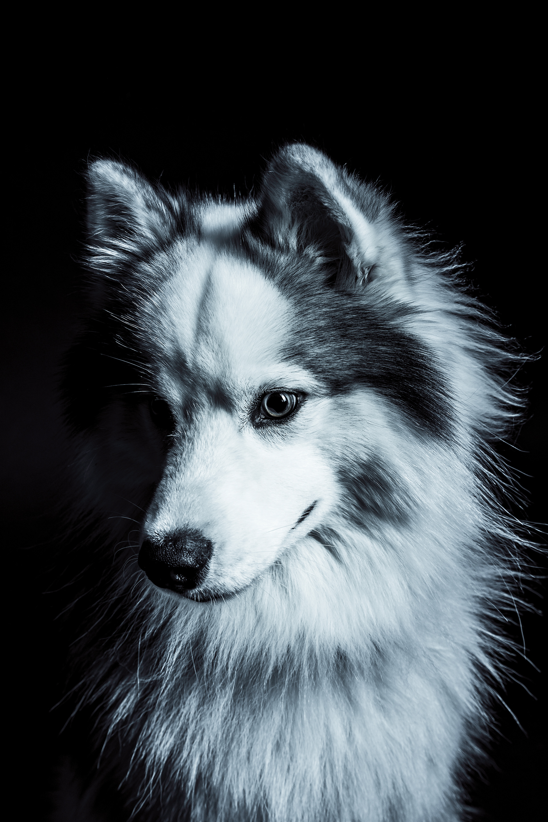Seance Chien Studio ibanez photo 70 Vesoul