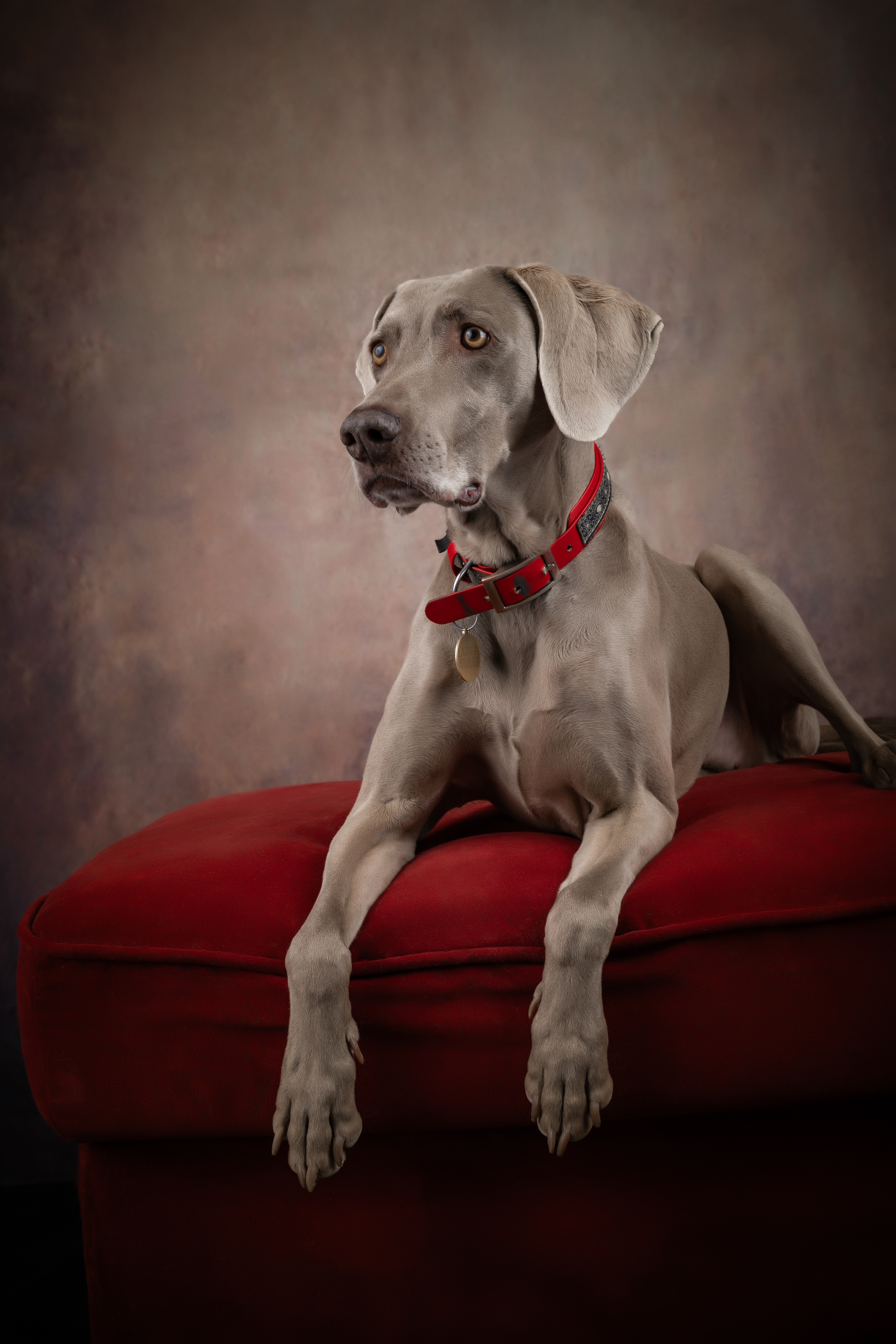  Seance Chien Studio ibanez photo 70 Vesoul