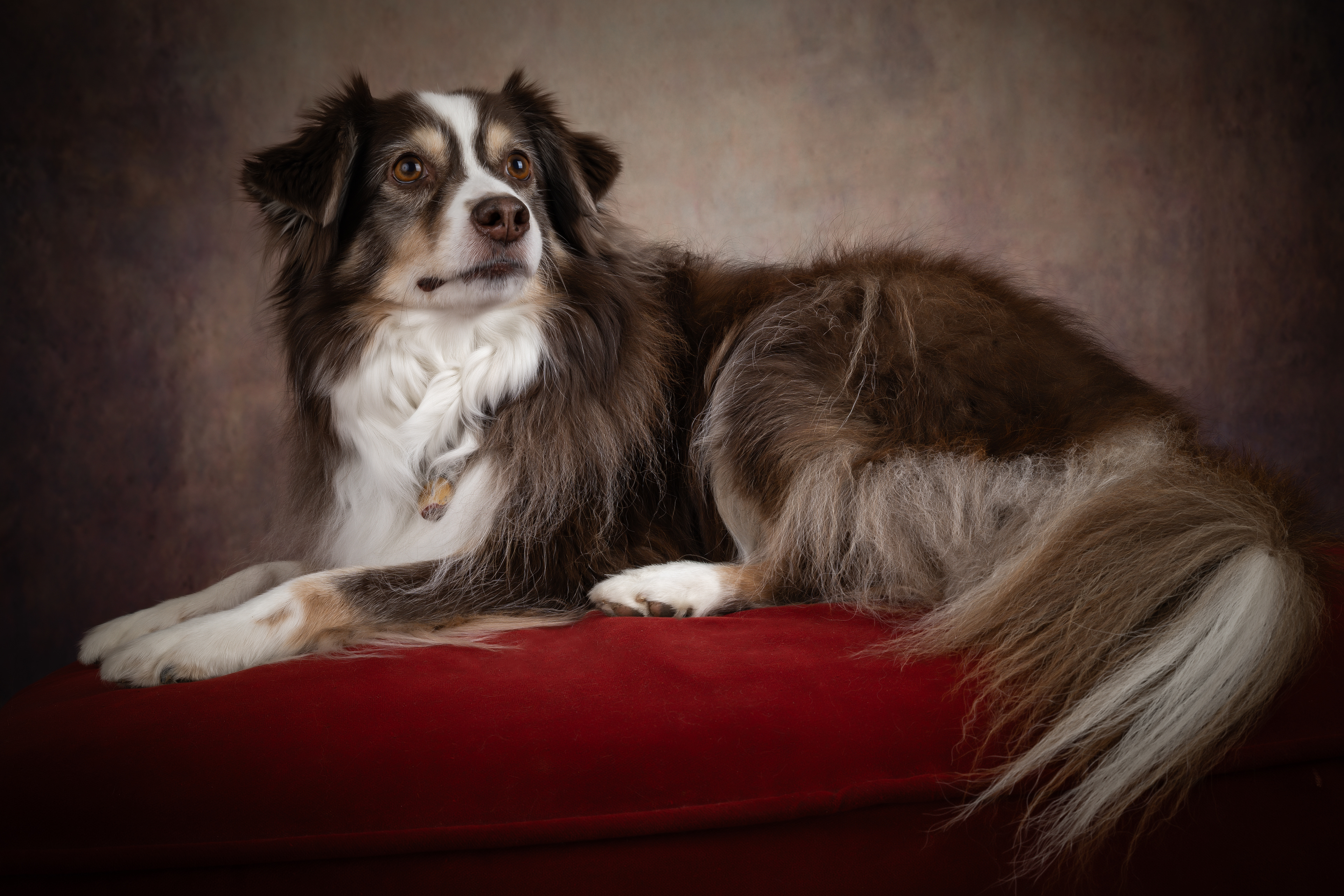  Seance Chien Studio ibanez photo 70 Vesoul