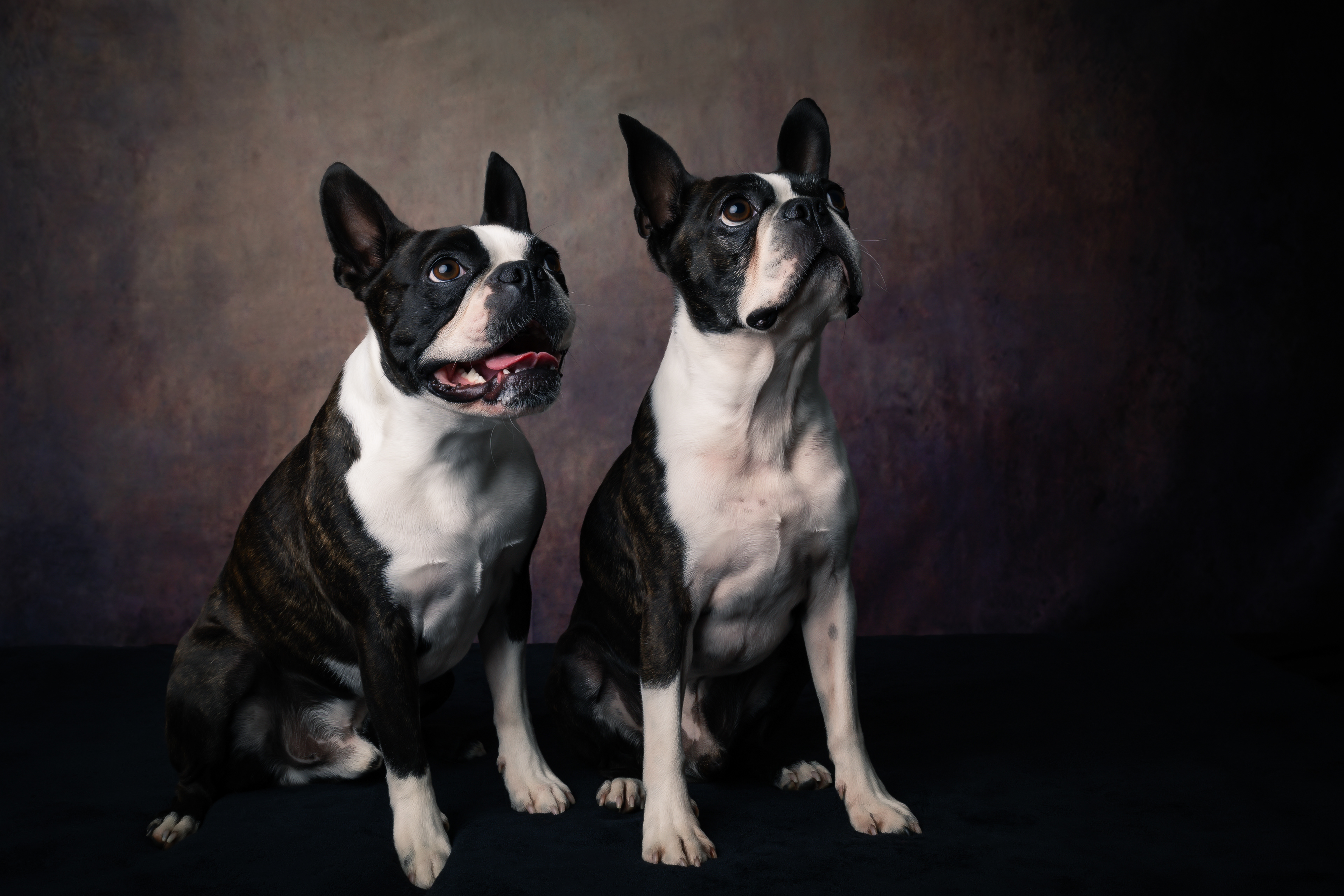 Seance Chien Studio ibanez photo 70 Vesoul