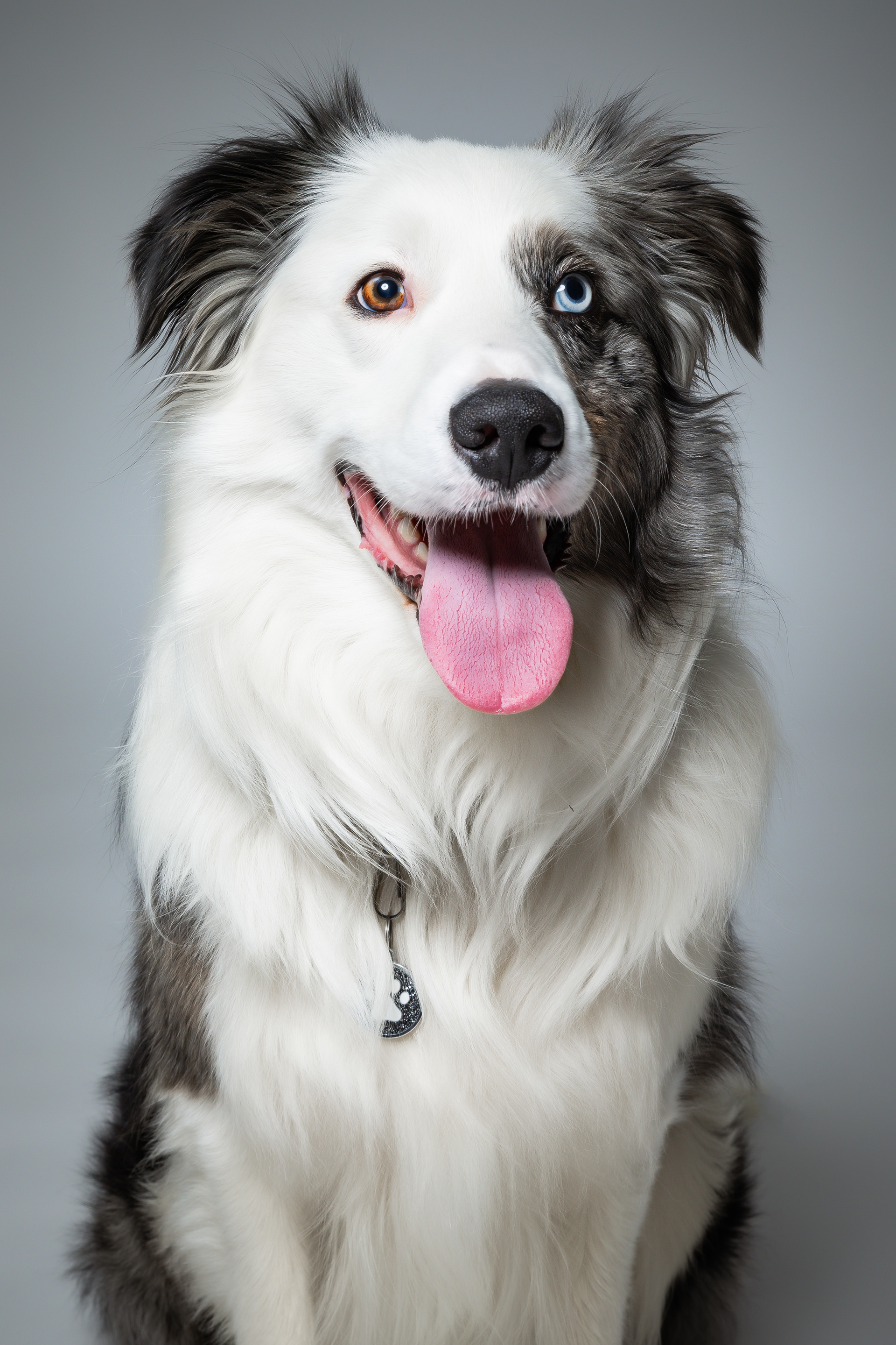Seance Chien Studio ibanez photo 70 Vesoul