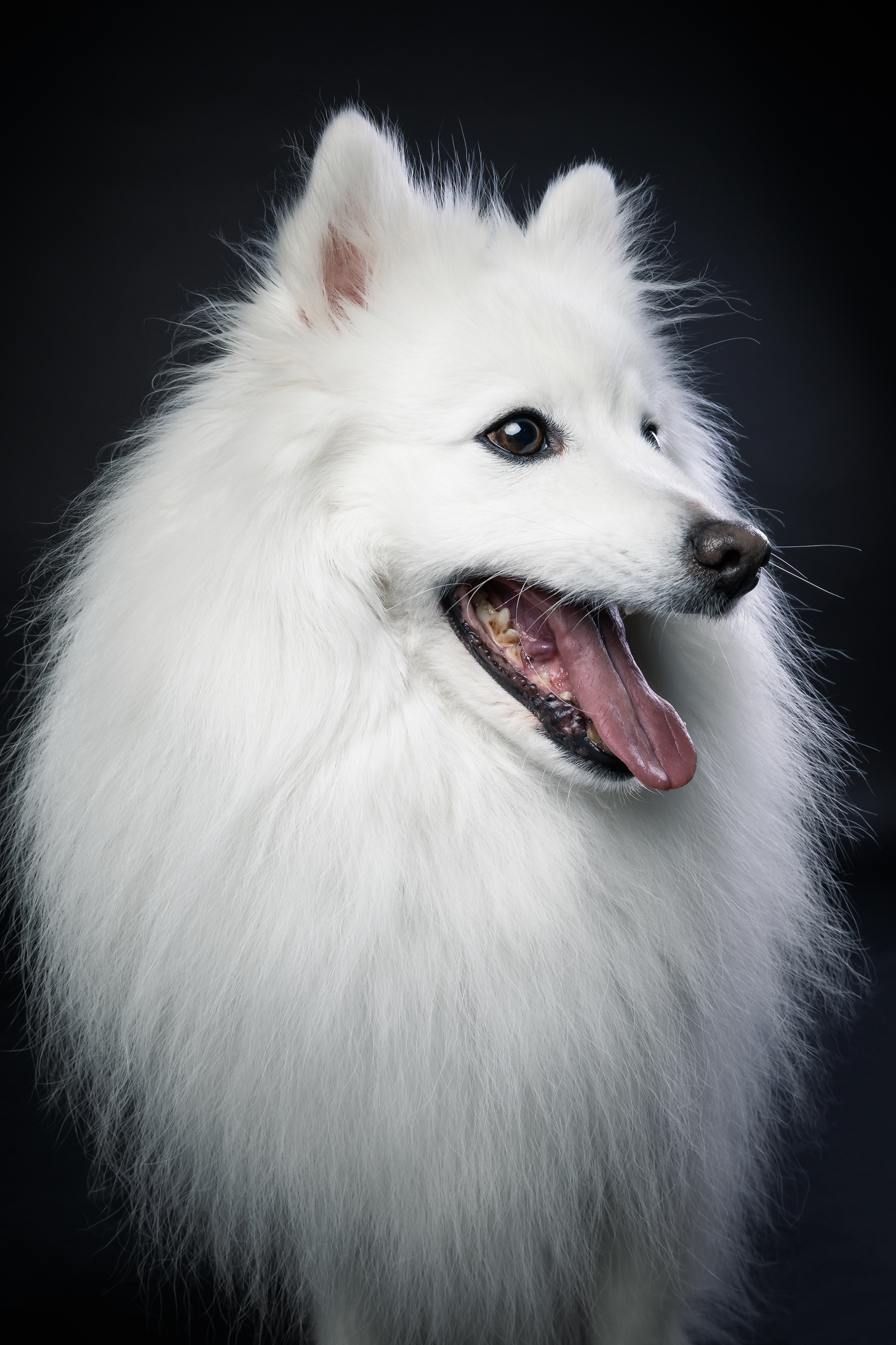 Seance Chien Studio ibanez photo 70 Vesoul