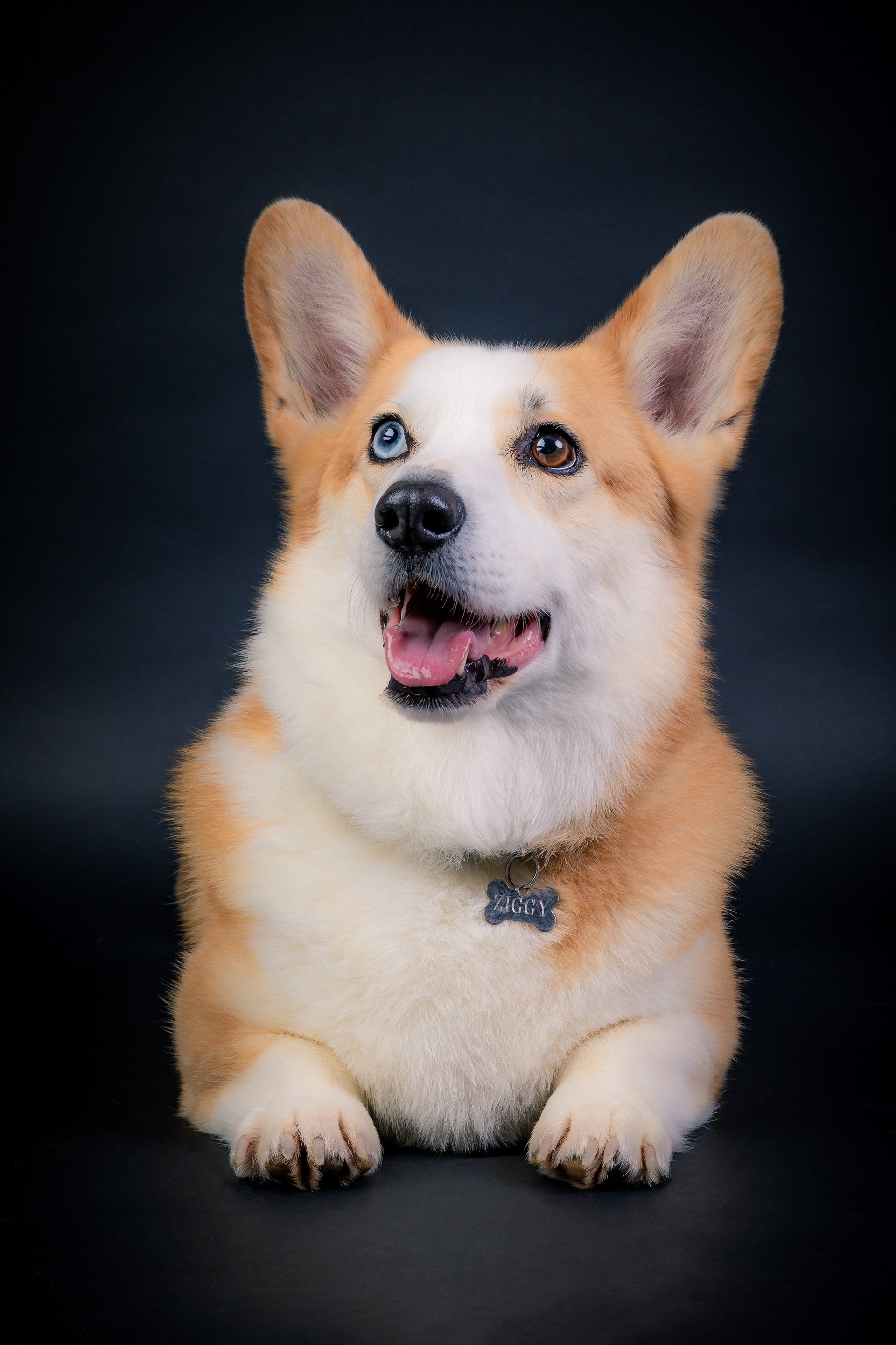 Seance Chien Studio ibanez photo 70 Vesoul
