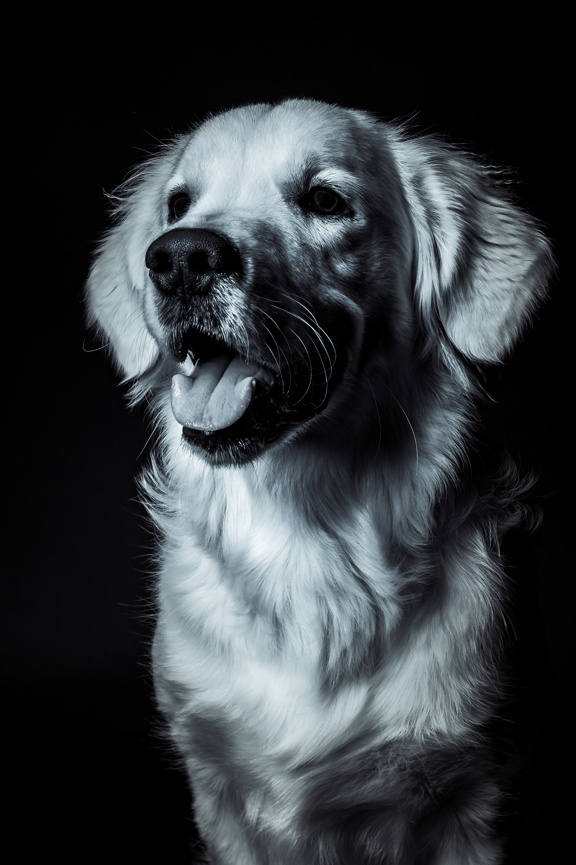 Seance Chien Studio ibanez photo 70 Vesoul