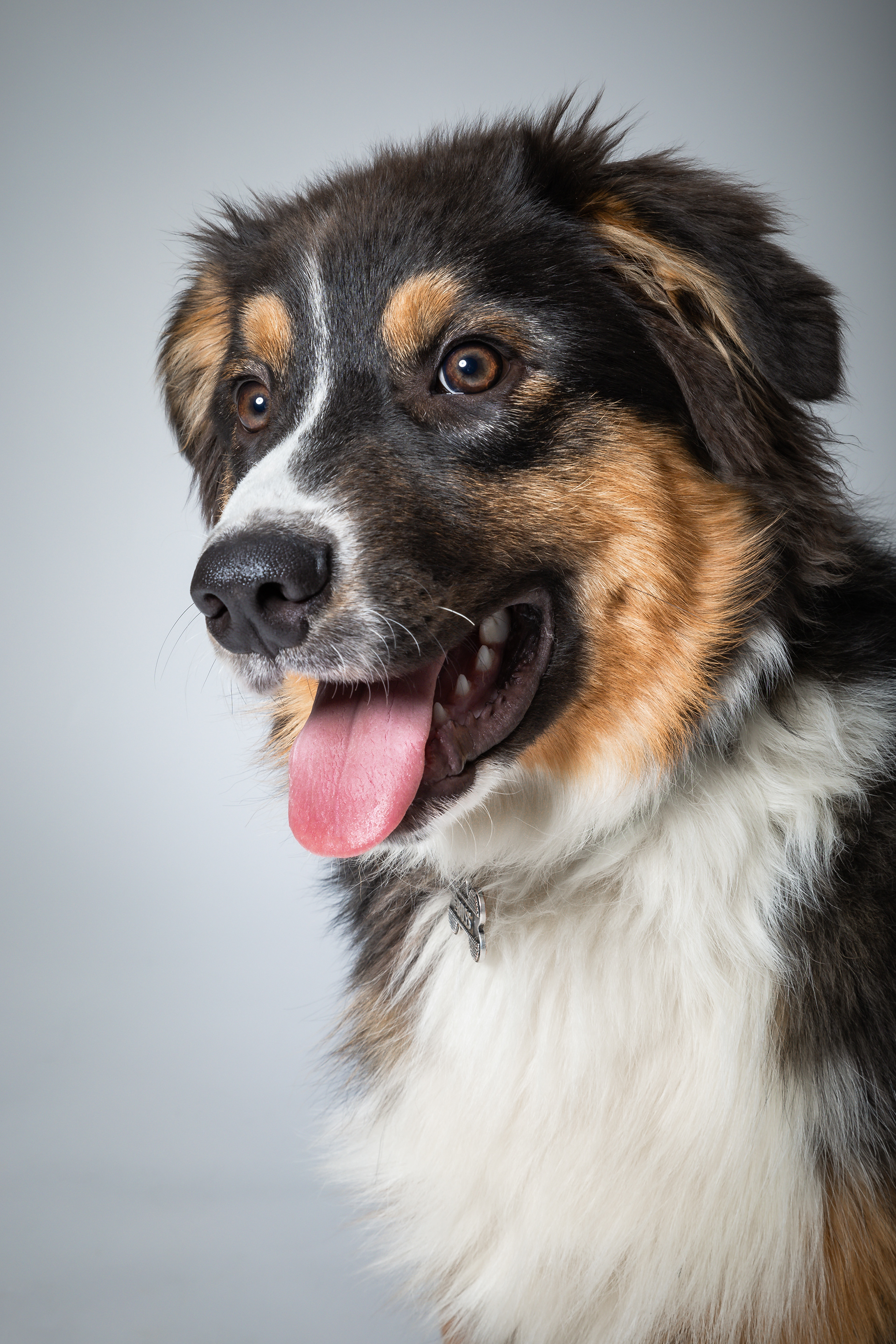 Seance Chien Studio ibanez photo 70 Vesoul