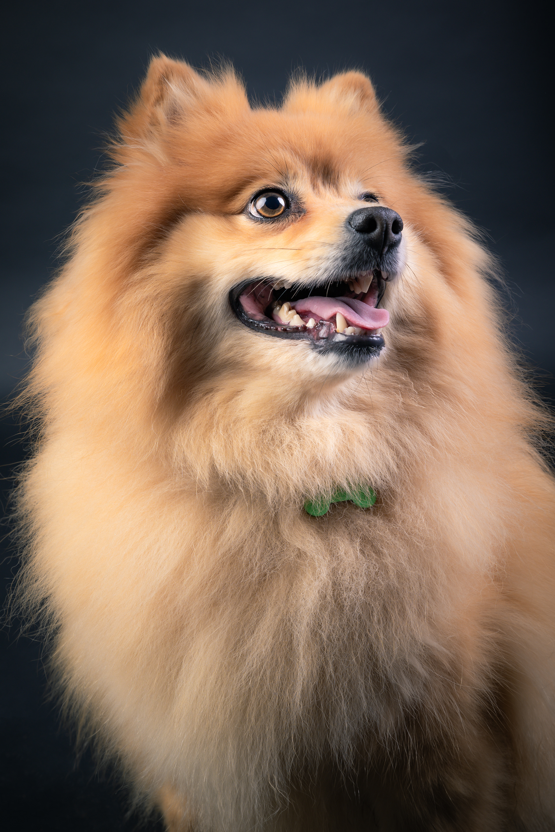 Seance Chien Studio ibanez photo 70 Vesoul