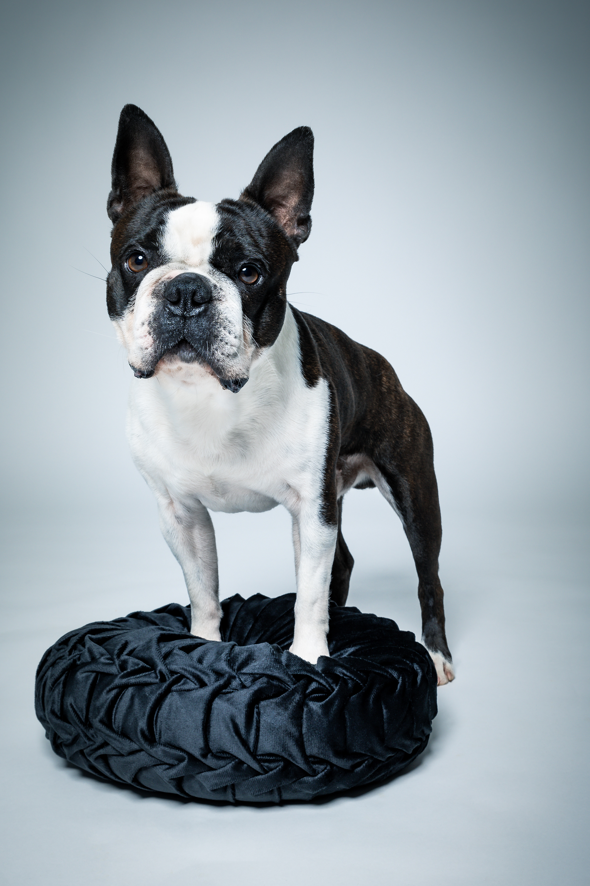Seance Chien Studio ibanez photo 70 Vesoul