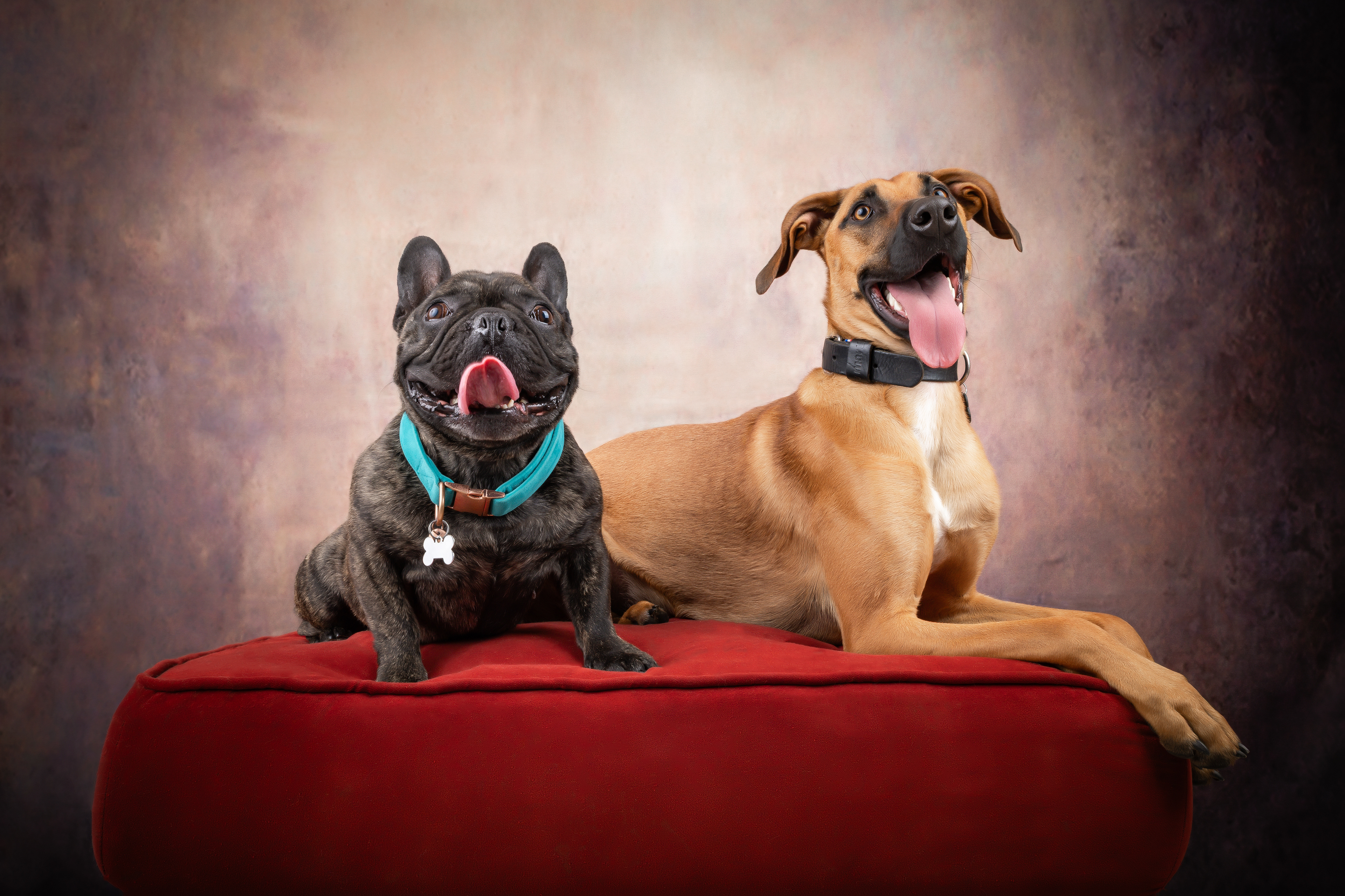  Seance Chien Studio ibanez photo 70 Vesoul