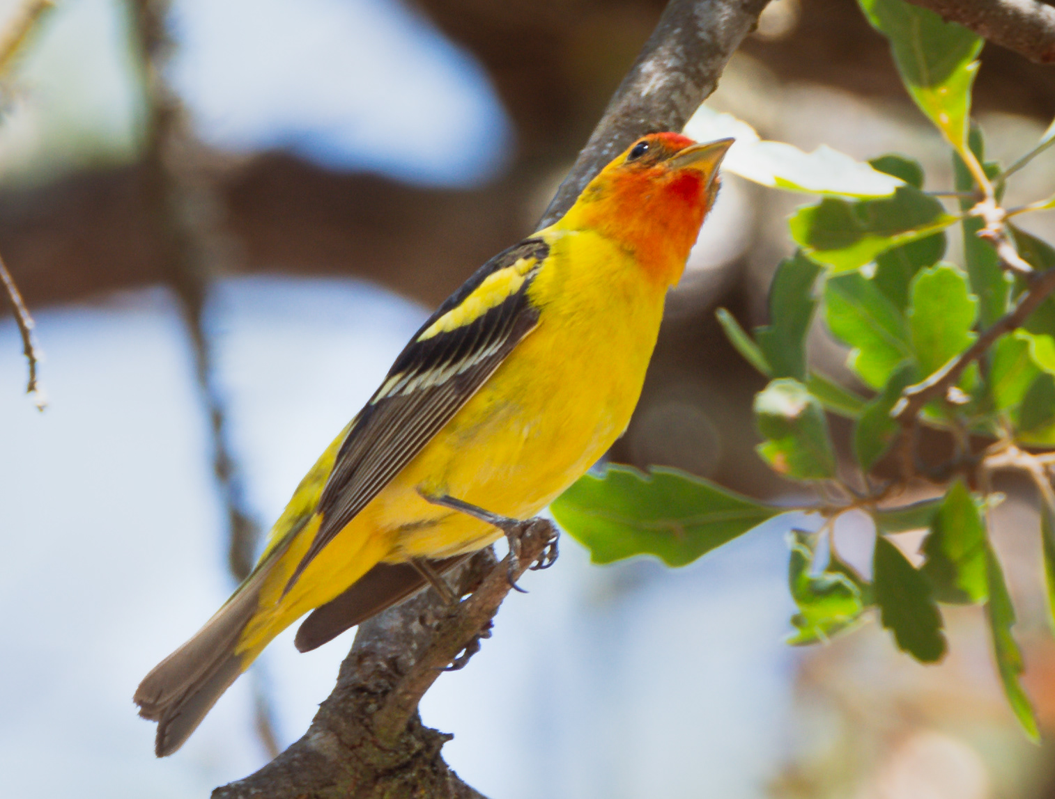 Western Tanager