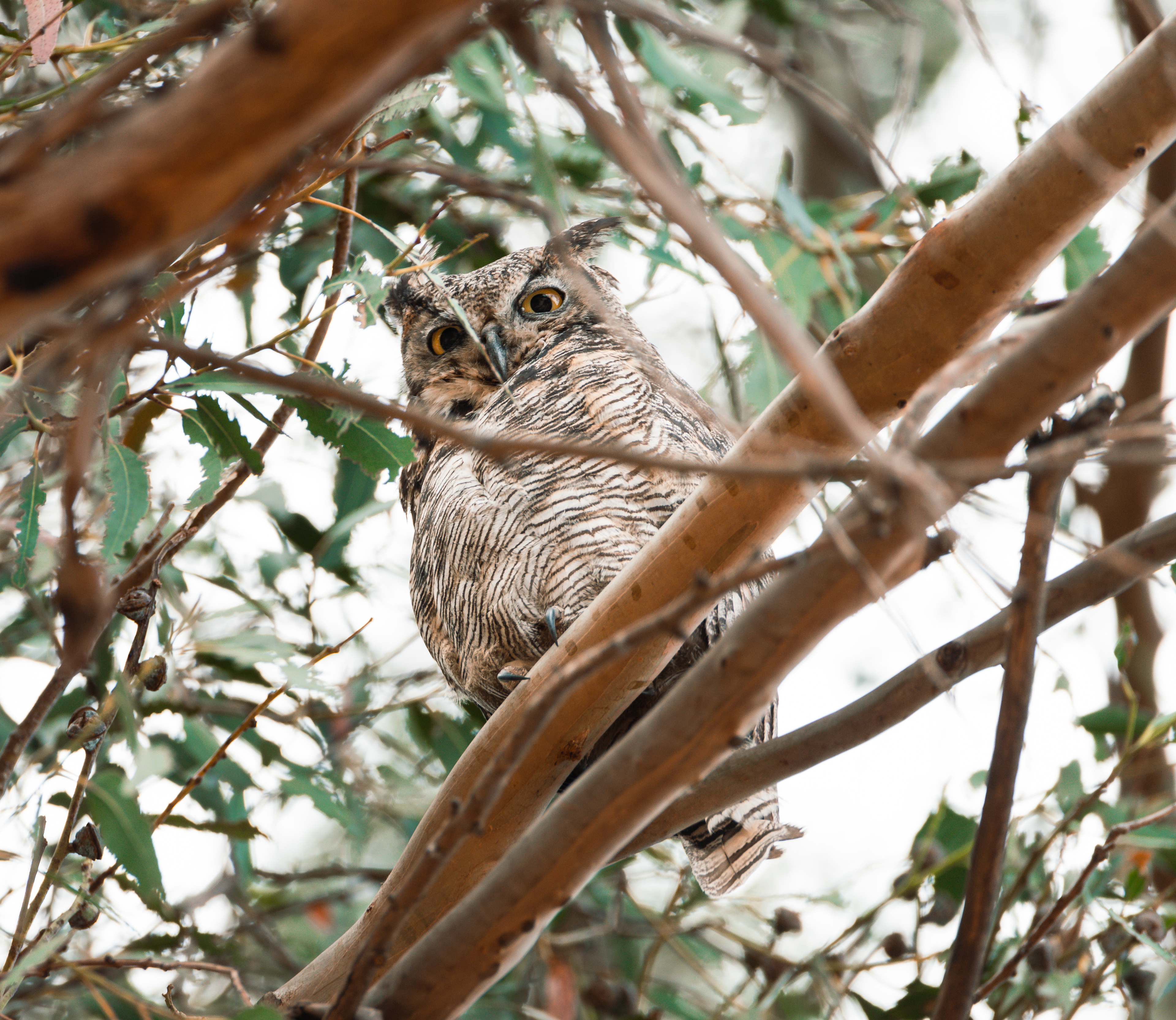 Mother Great Horned Owl