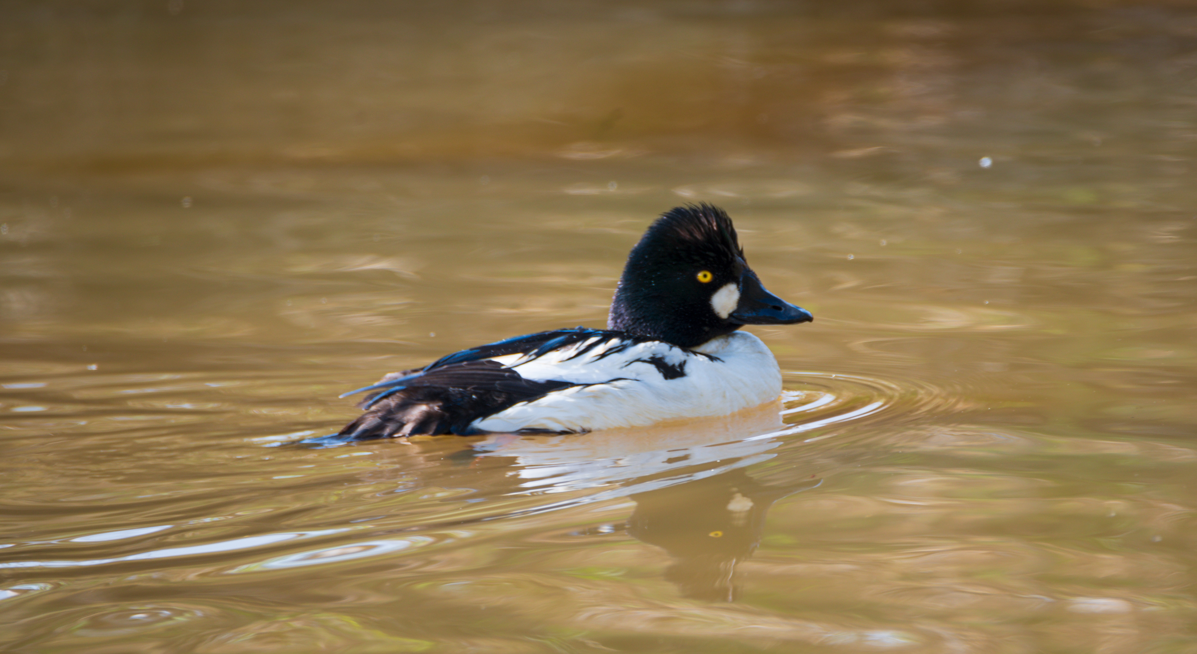 Common Goldeneye (M)