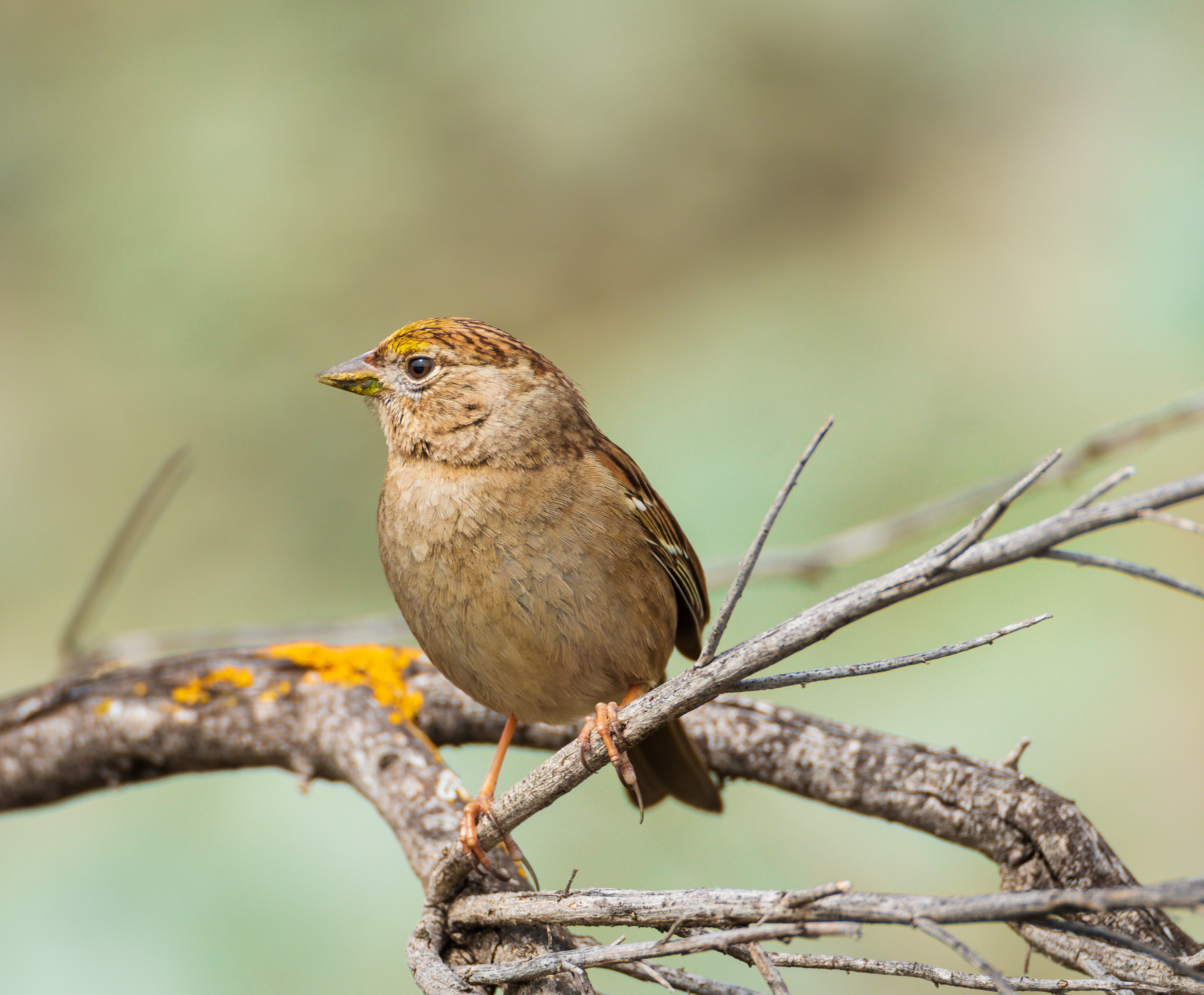 Yellow House Finch