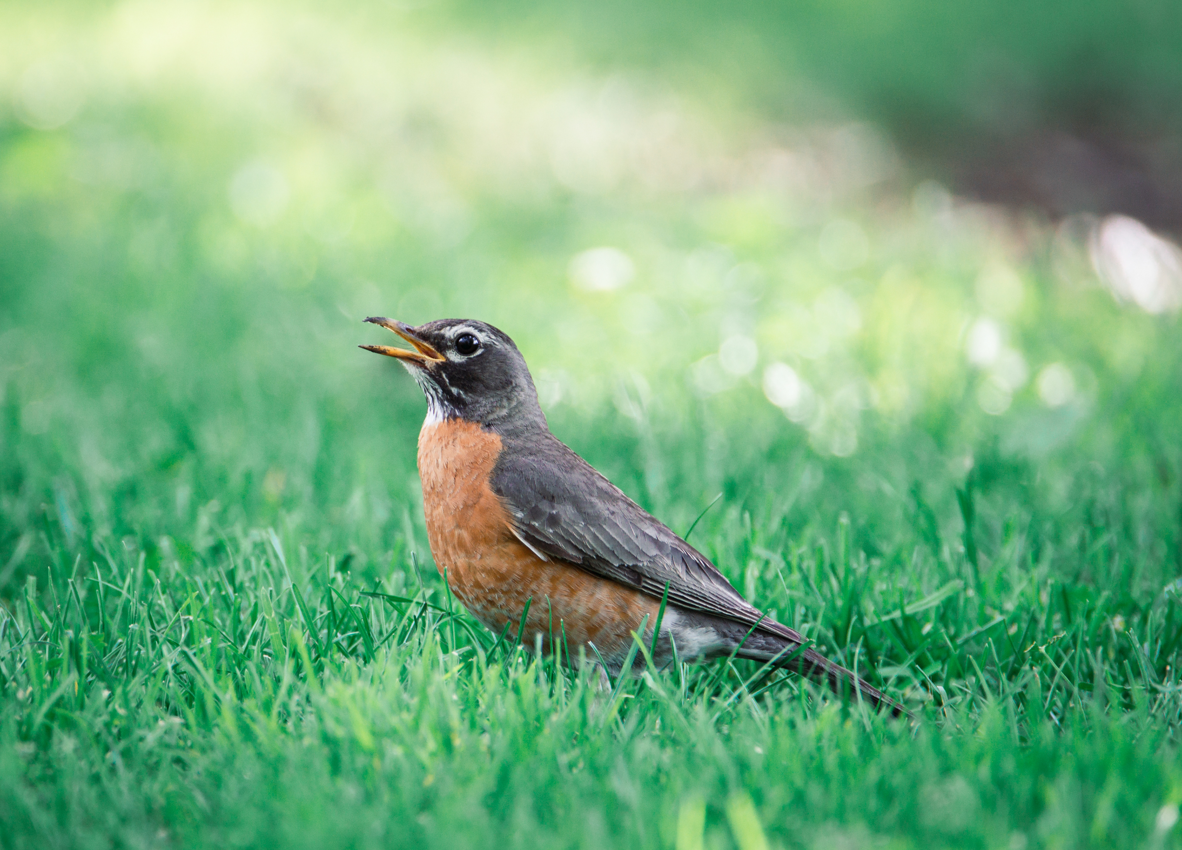 Robin