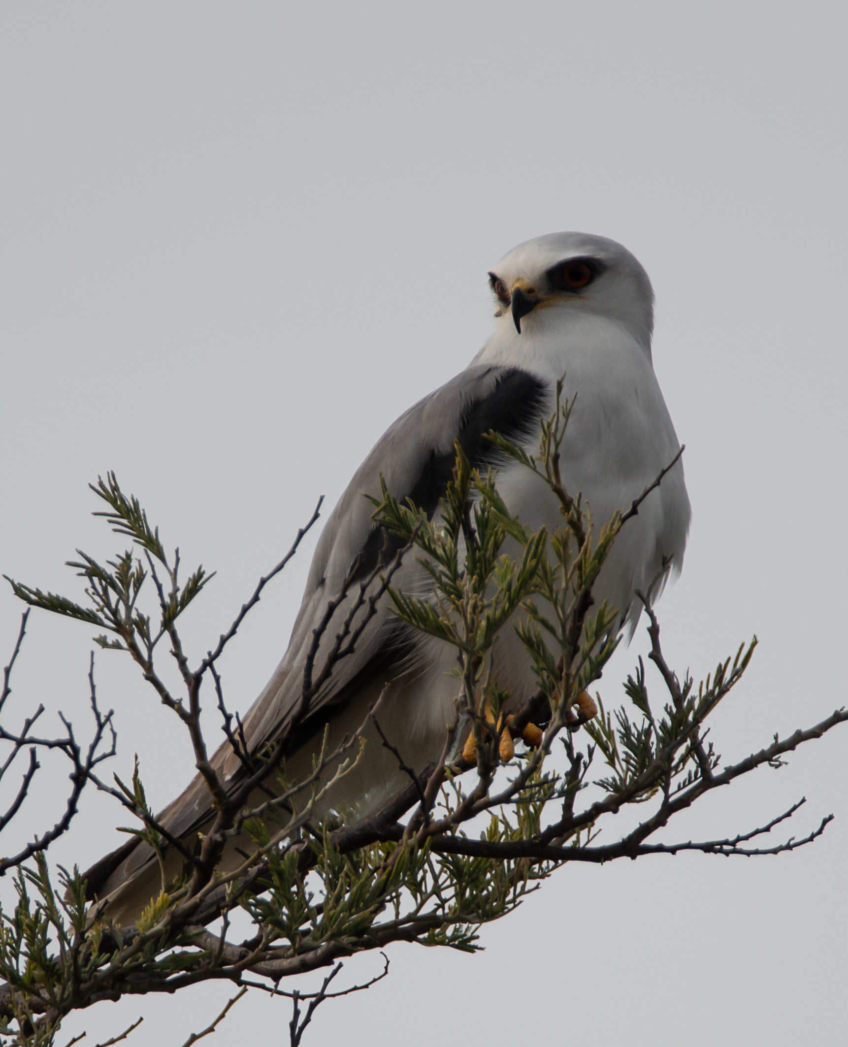 White-tailed kite