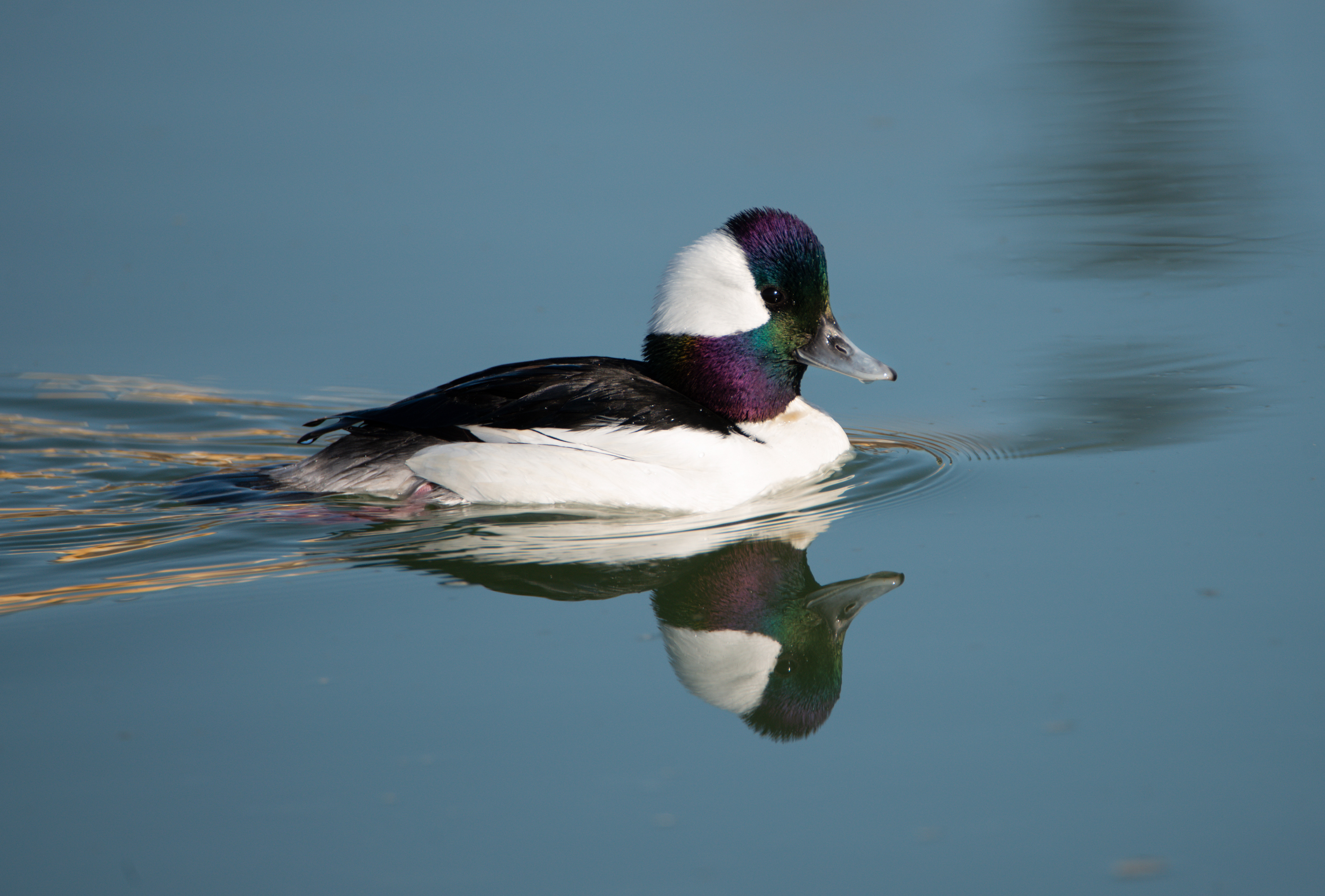 Bufflehead