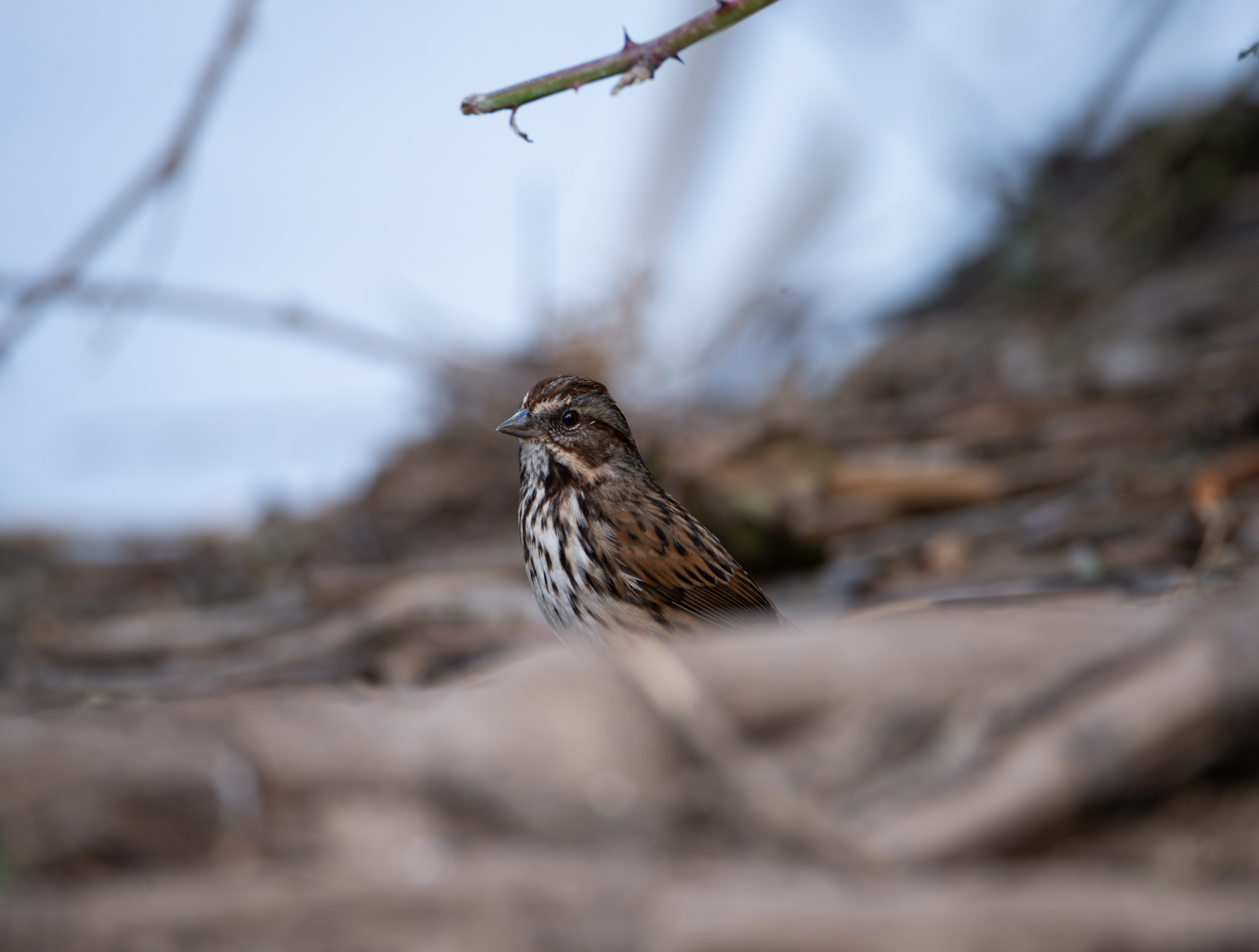 Sparrow