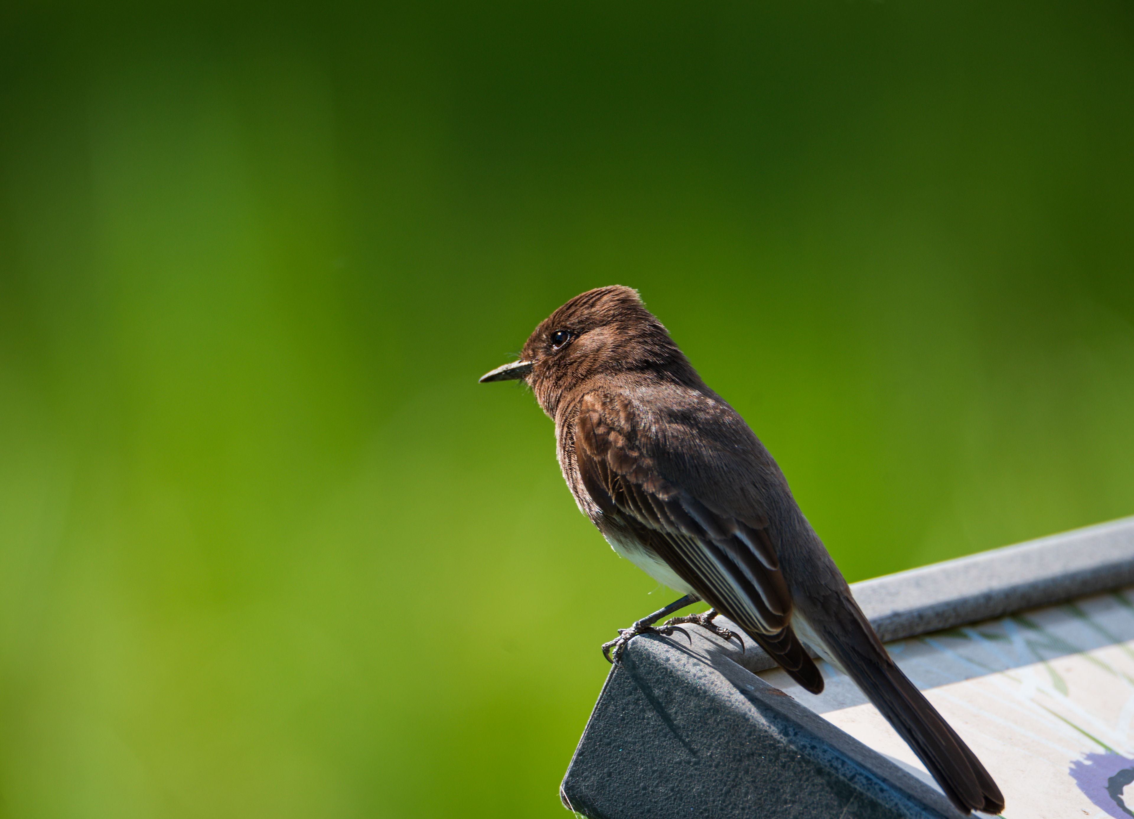 Black Phoebe