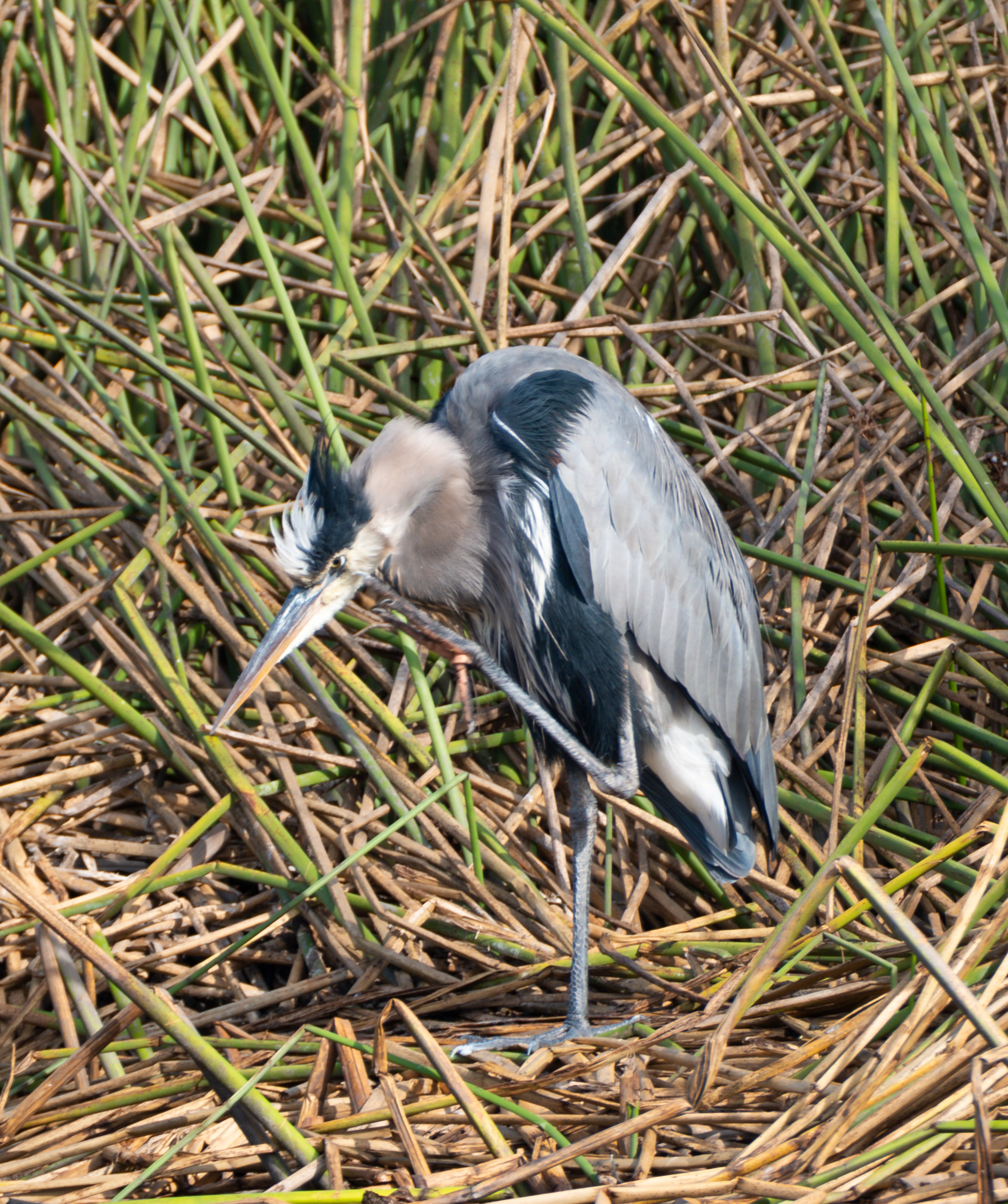 Blue Heron