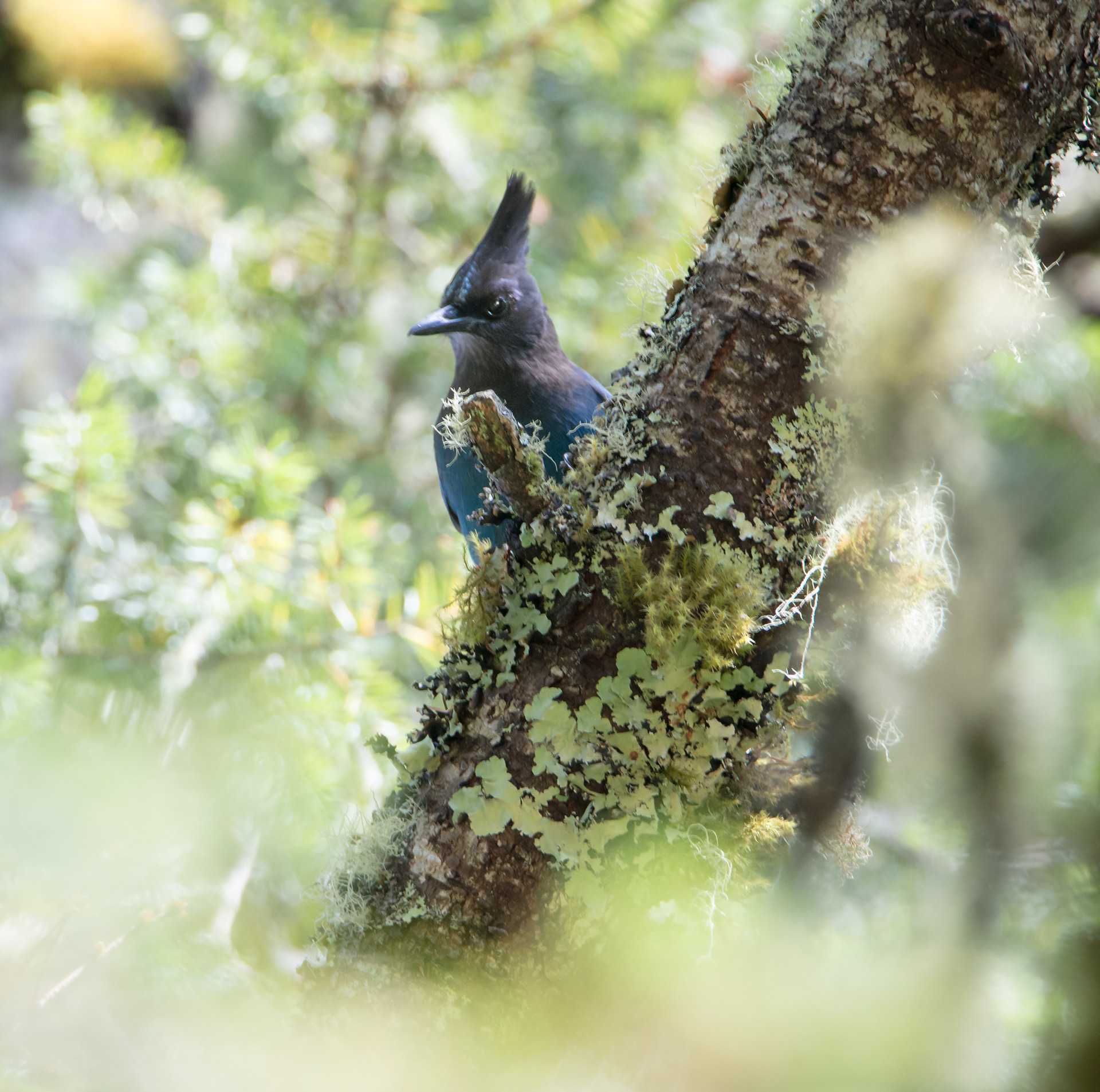 Stellar's Jay