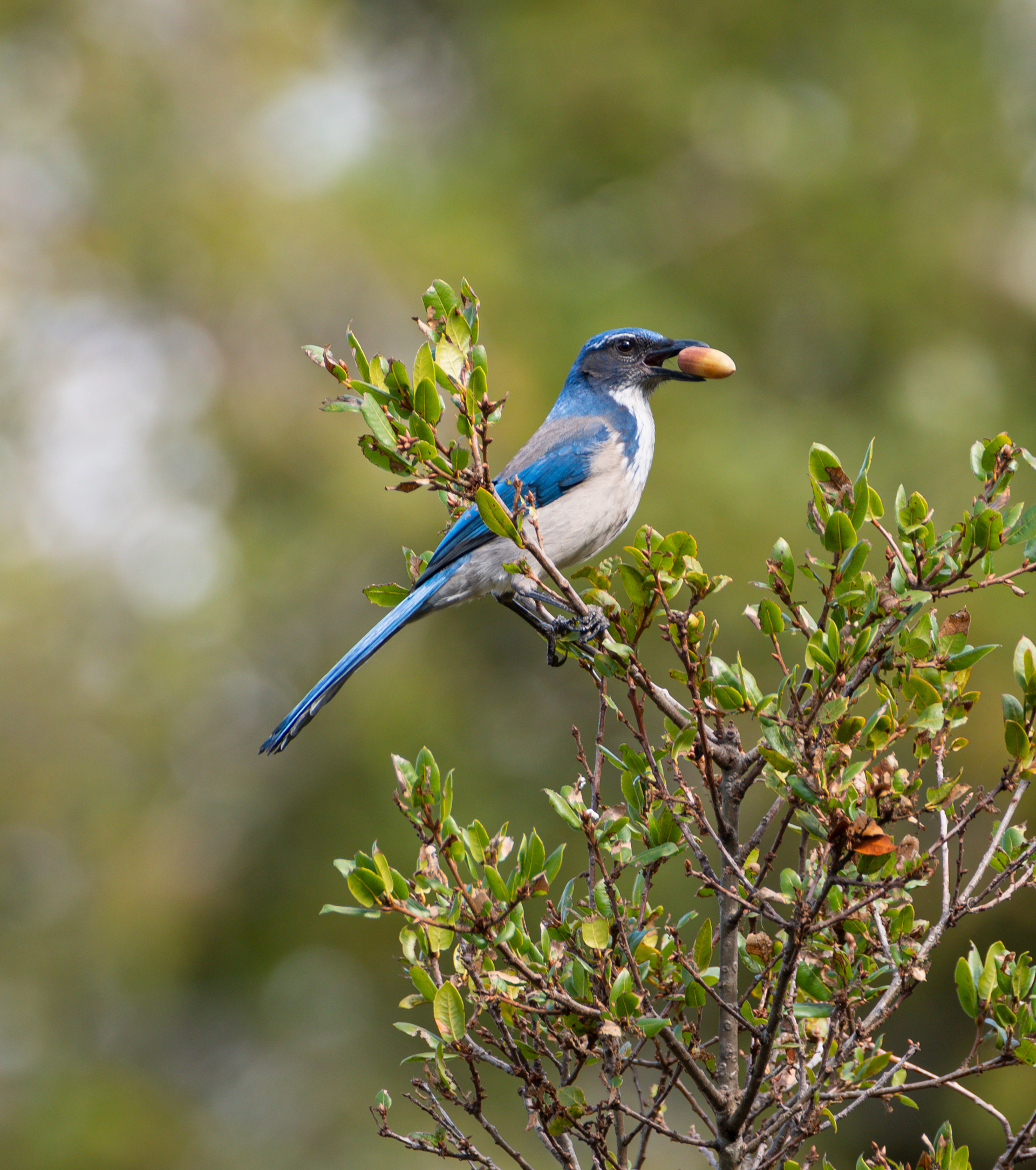 Scrub Jay