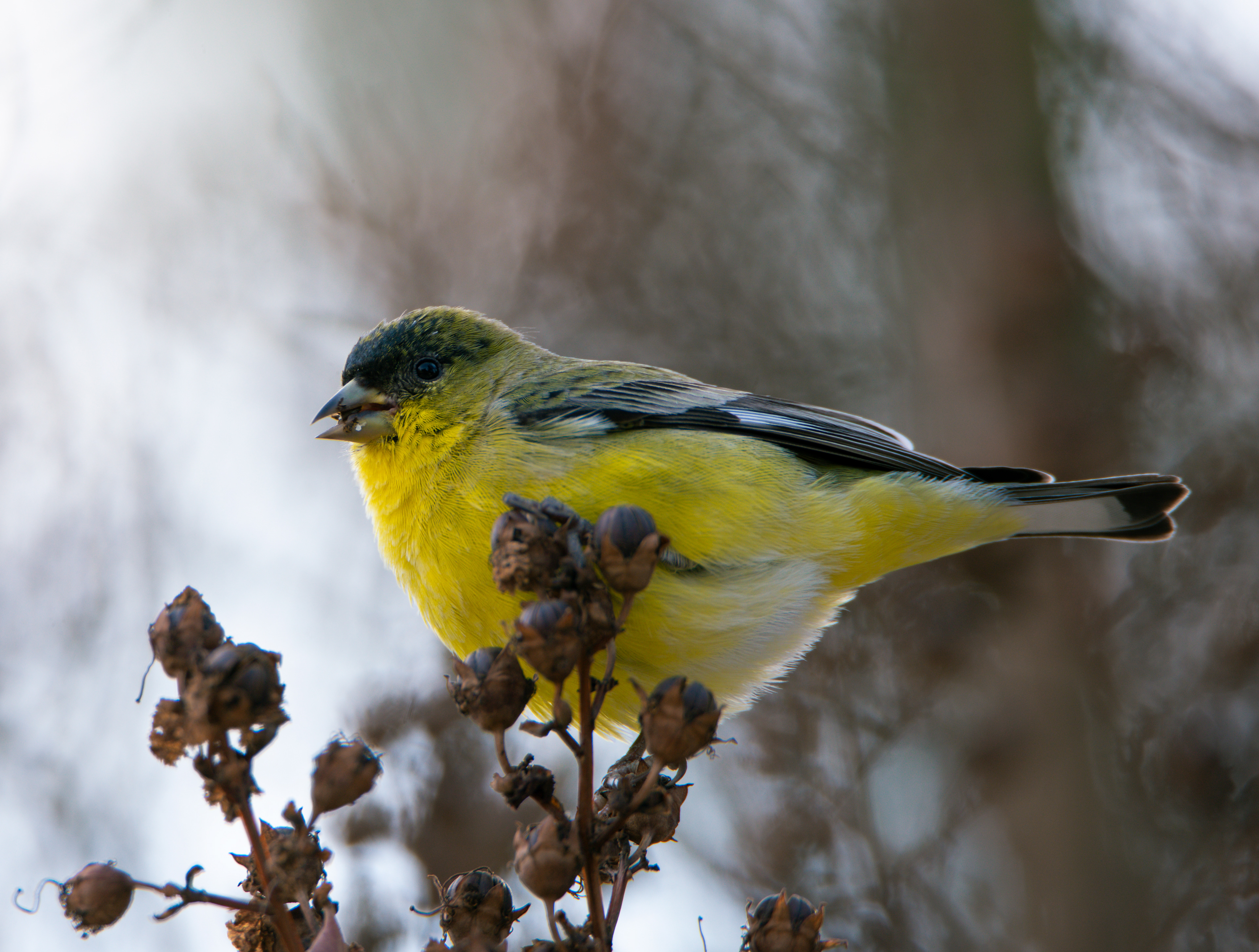 Goldfinch