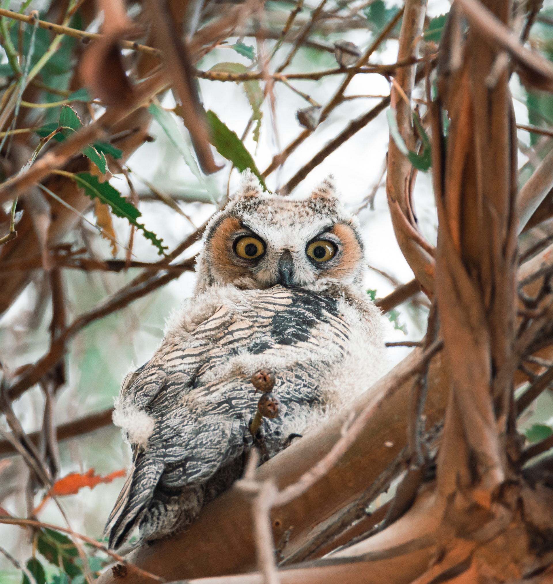 Juvenile Great Horned Owl