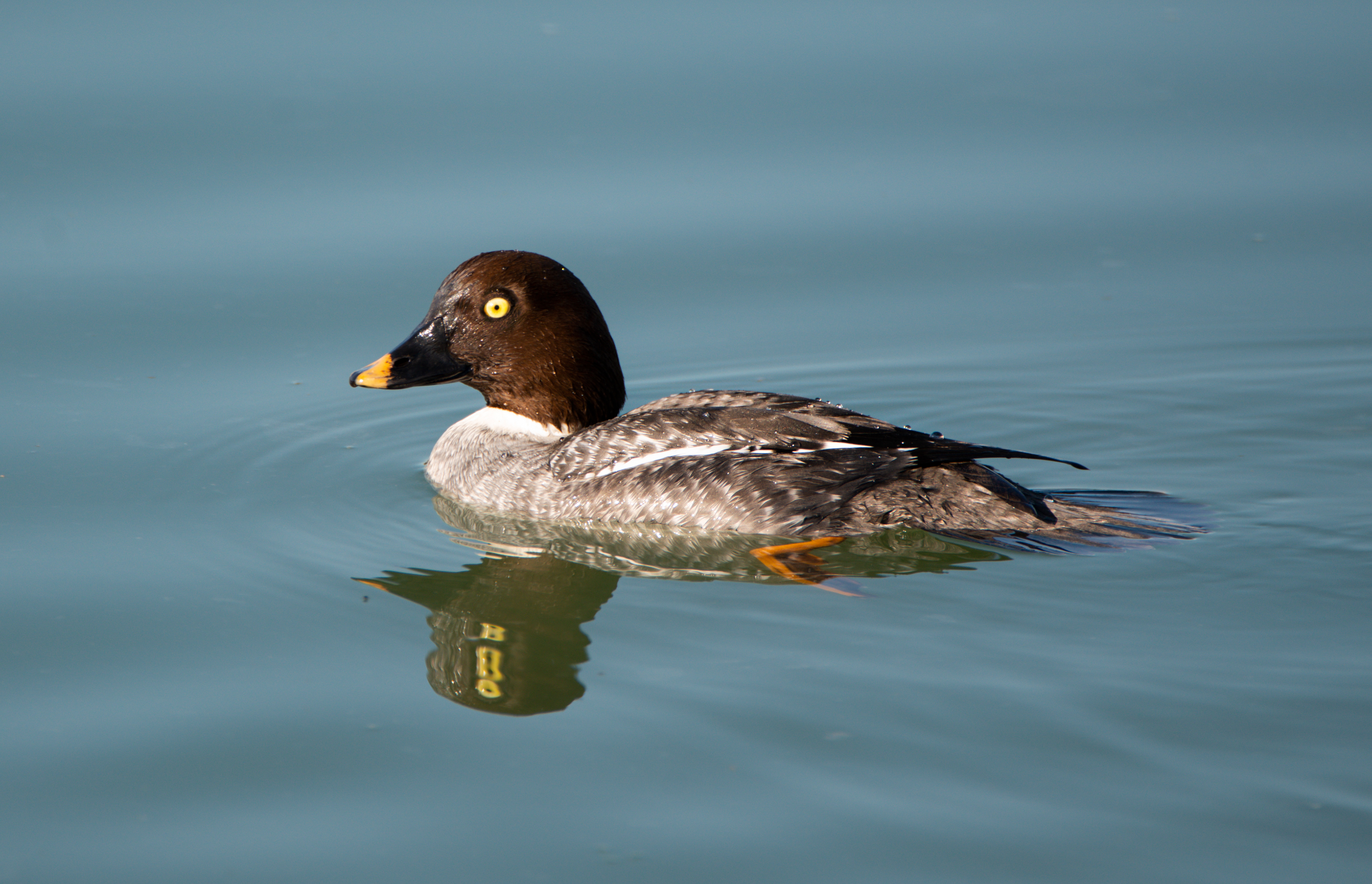 Common Goldeneye (F)