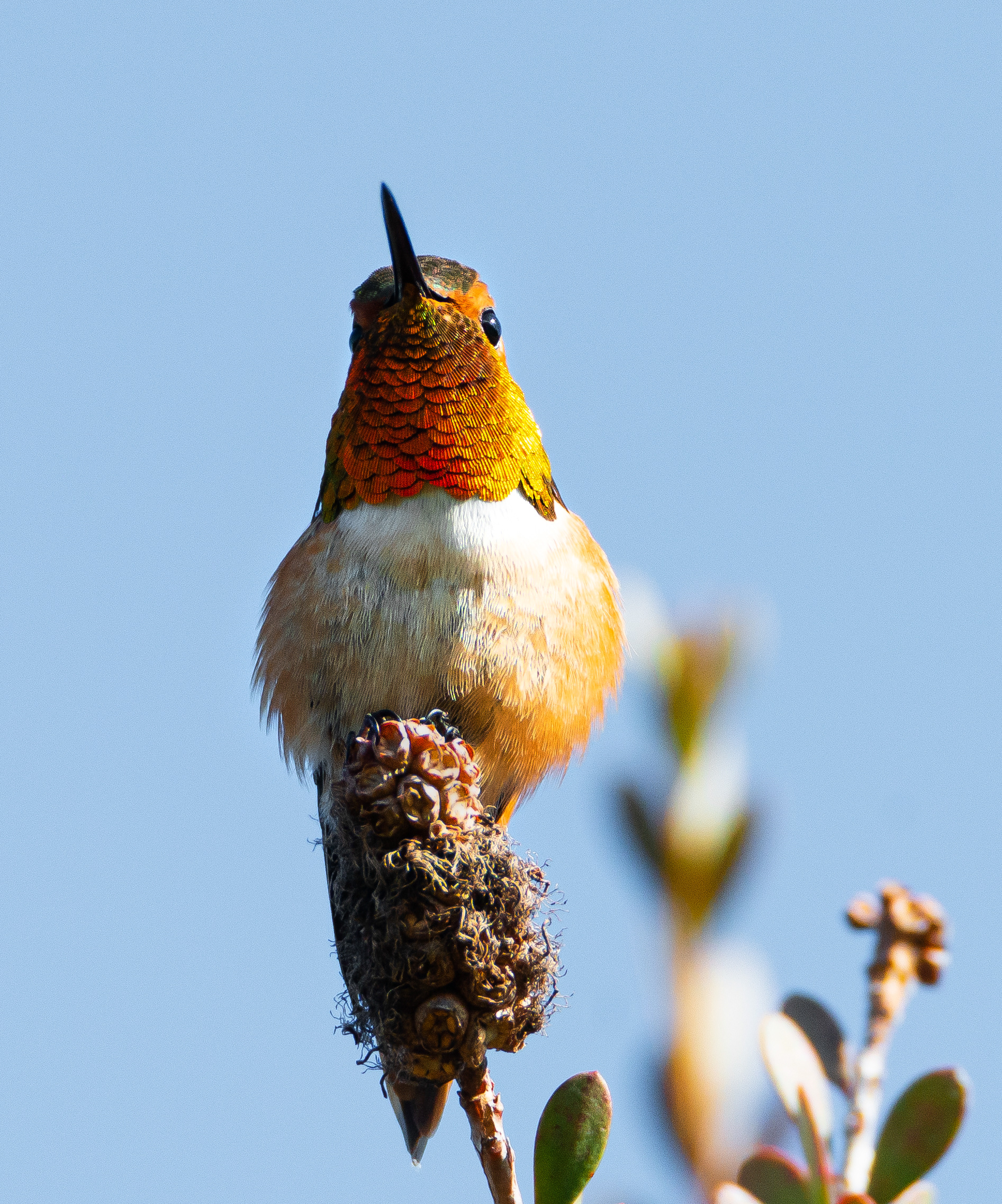 Allen's Hummingbird
