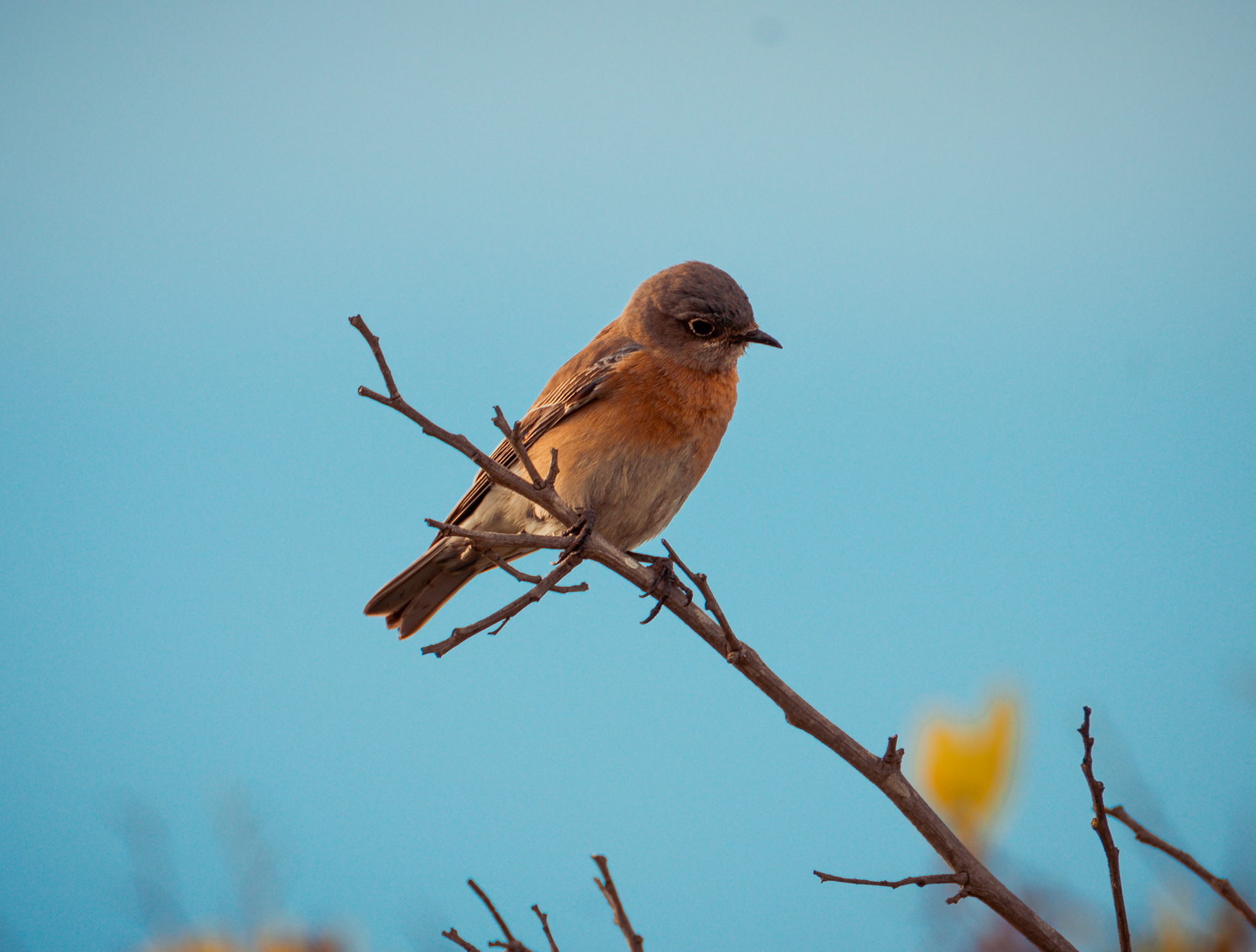 Blue Bird